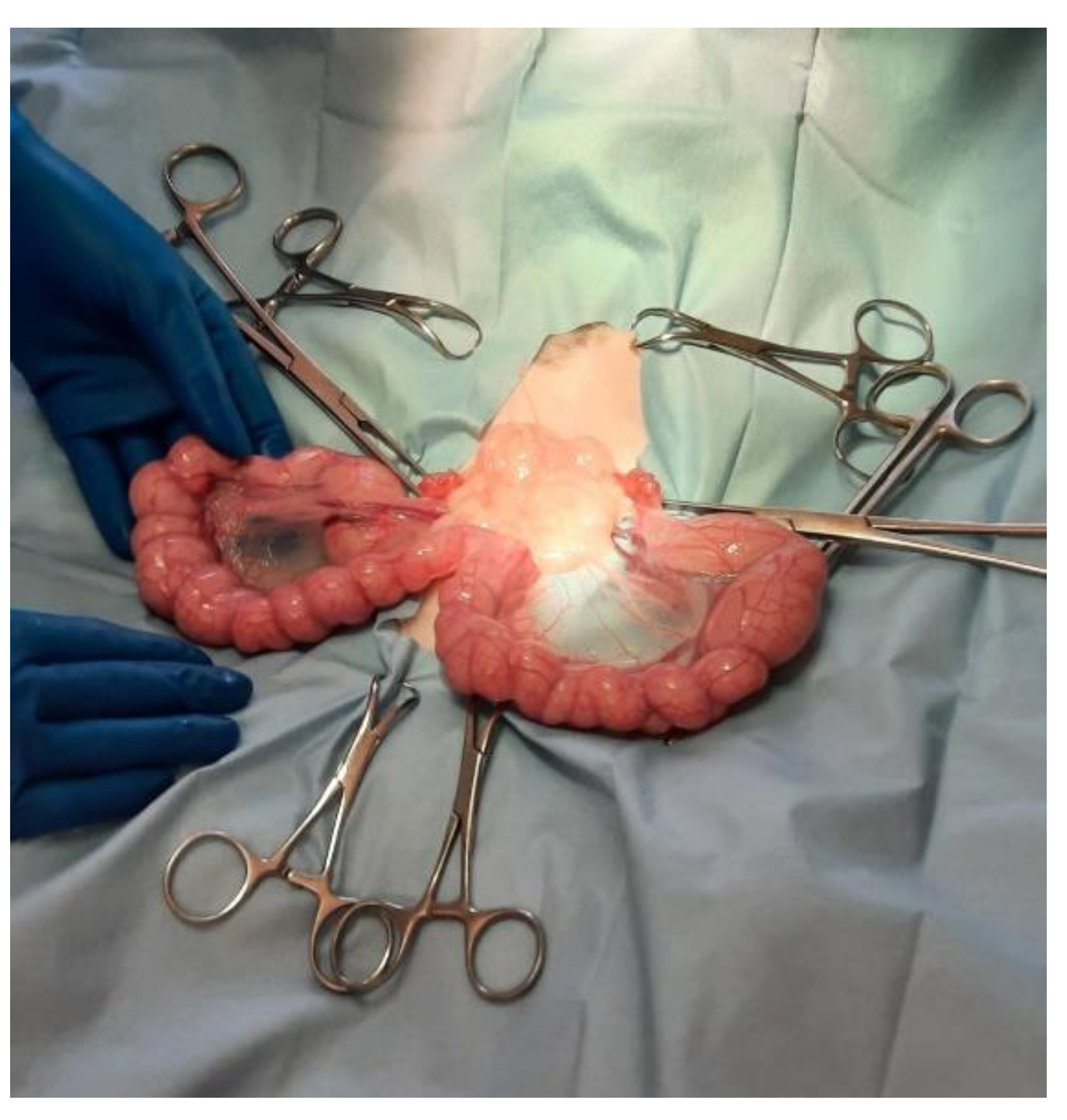 Vetsci 10 00060 g003 Vetsci 10 00060 g003