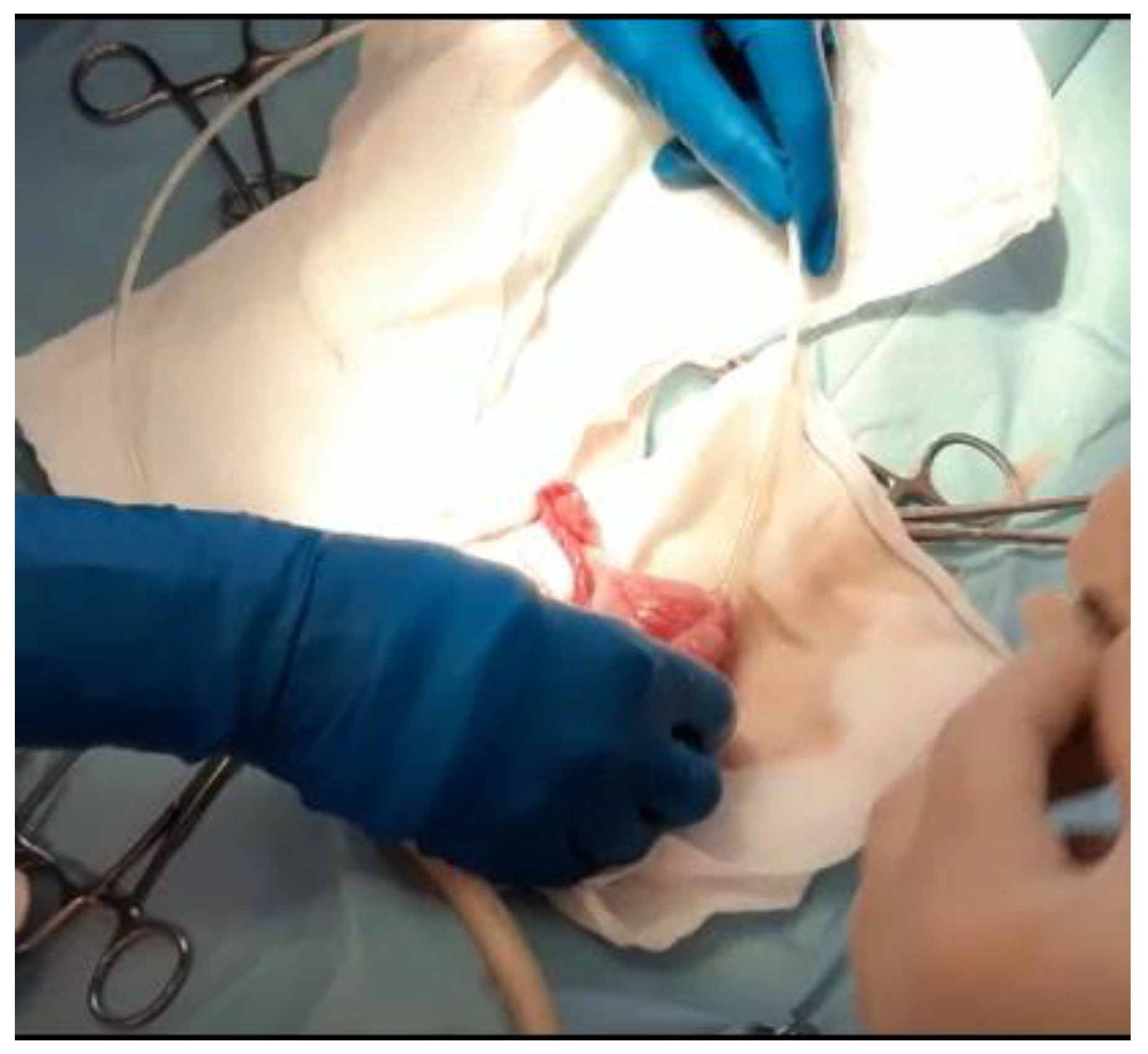 Vetsci 10 00060 g004 Vetsci 10 00060 g004