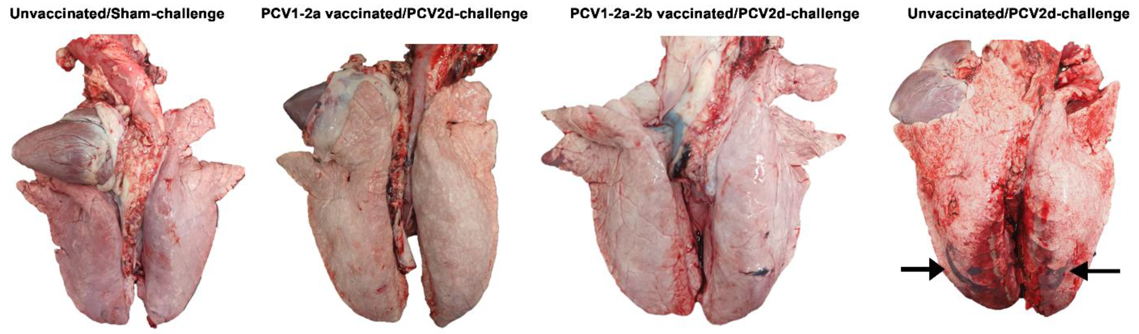 Vetsci 10 00080 g001 Vetsci 10 00080 g001