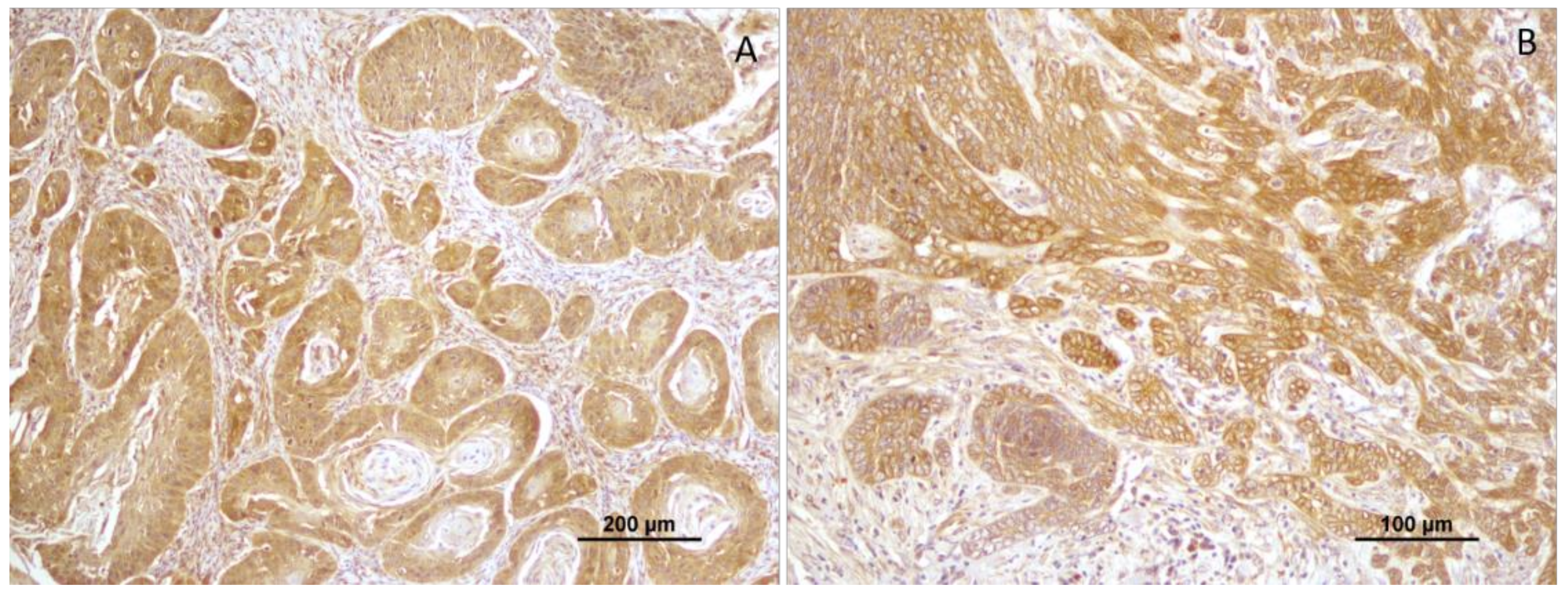 Vetsci 10 00086 g003