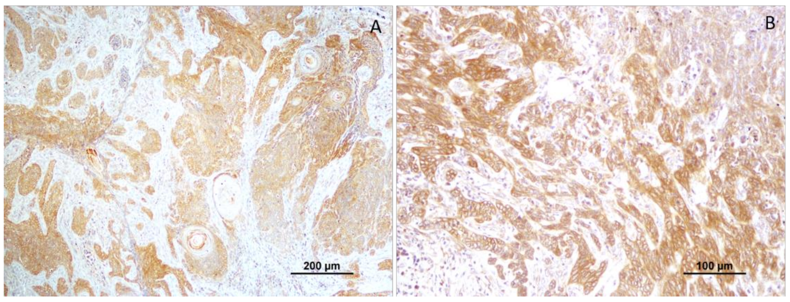 Vetsci 10 00086 g004