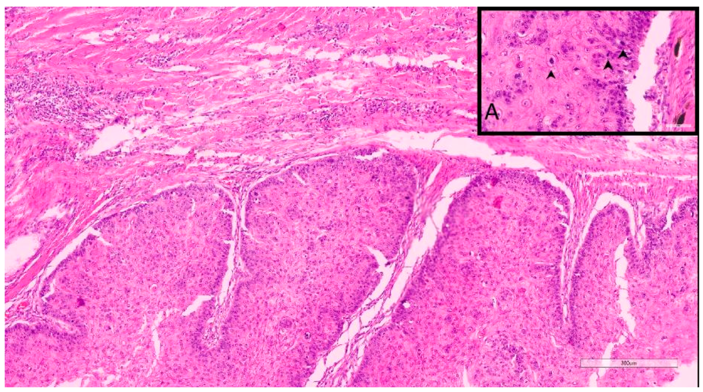 Vetsci 10 00088 g001 Vetsci 10 00088 g001