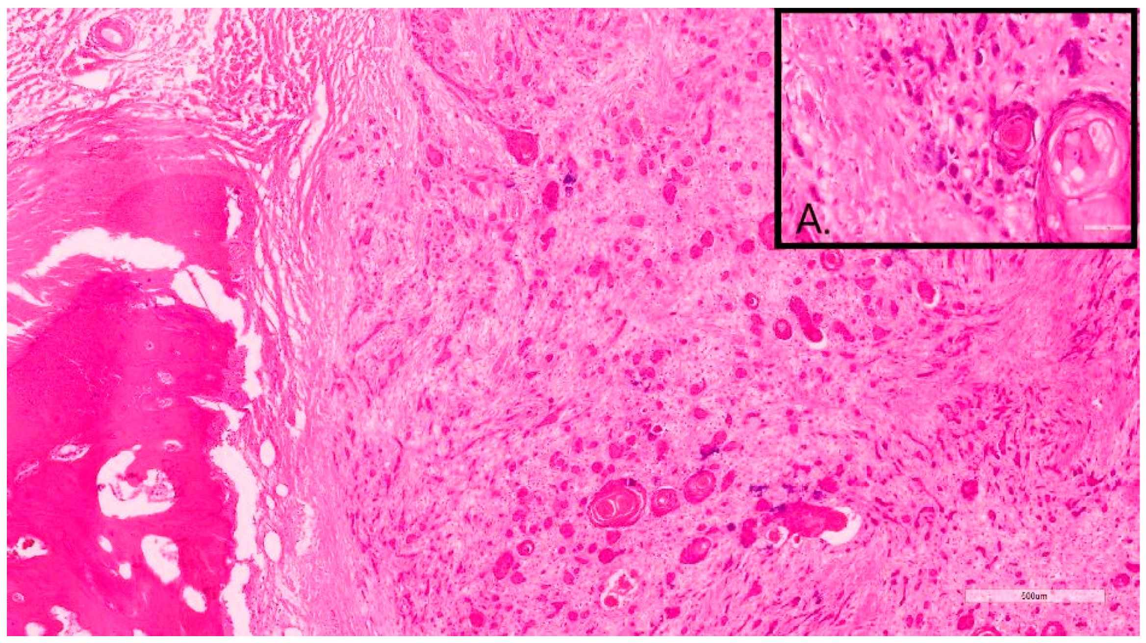 Vetsci 10 00088 g002 Vetsci 10 00088 g002