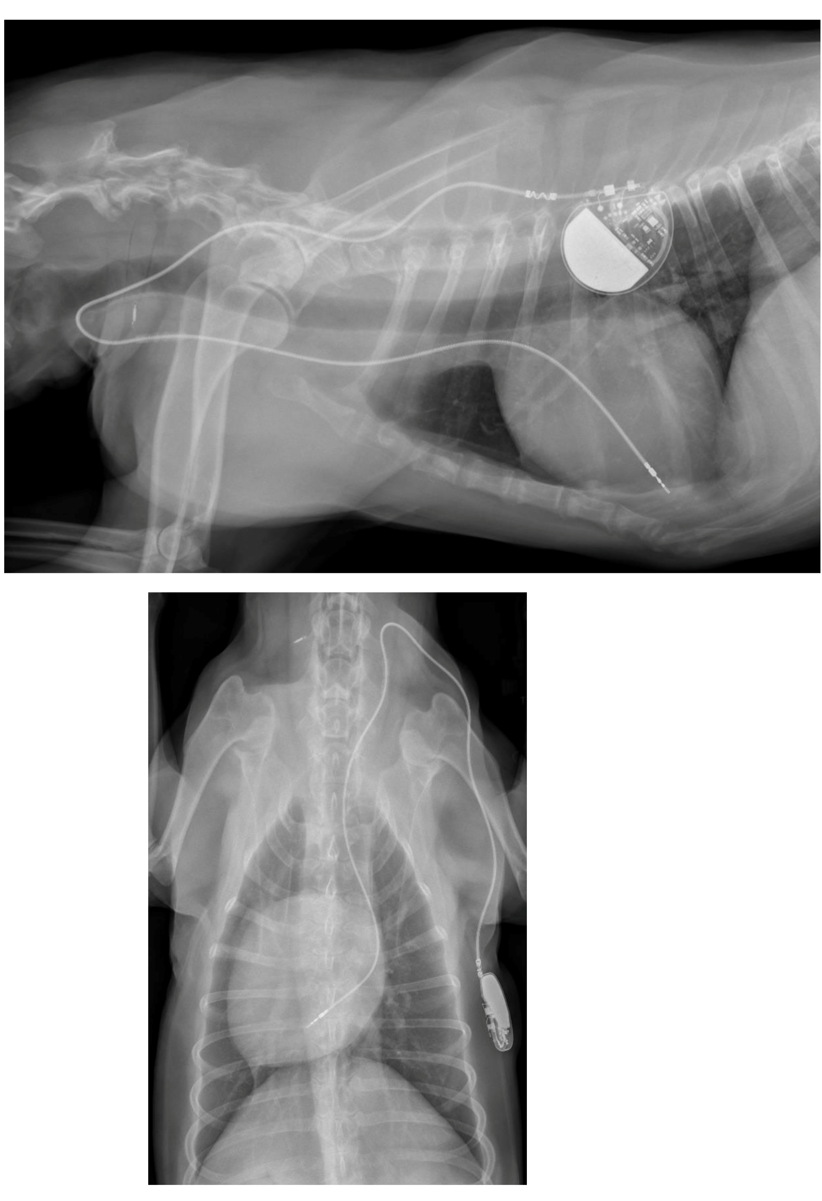 Vetsci 10 00093 g003