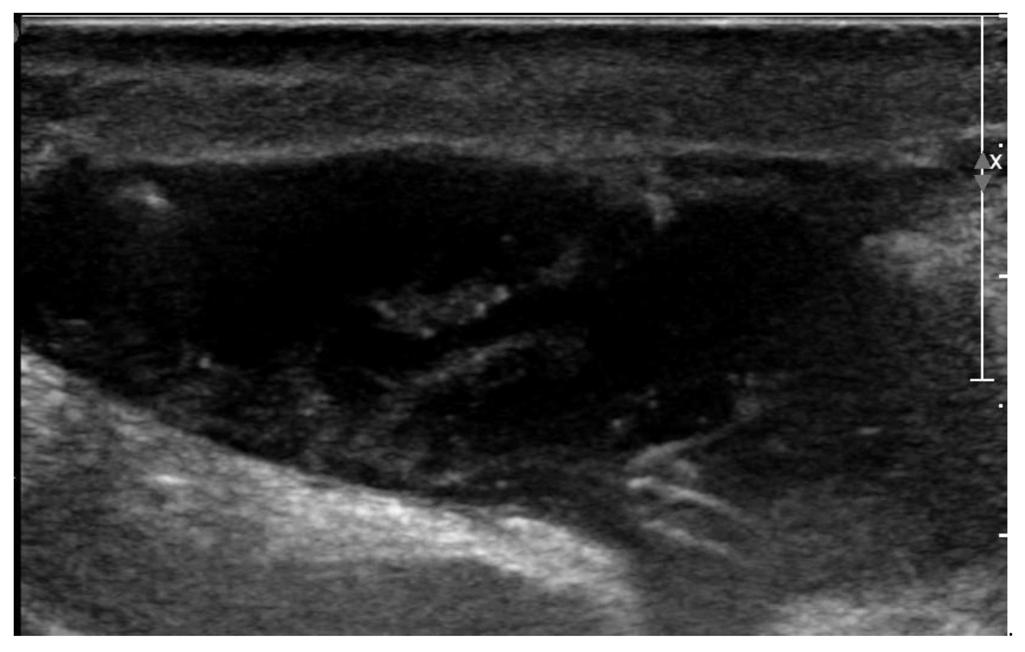 Vetsci 10 00093 g004