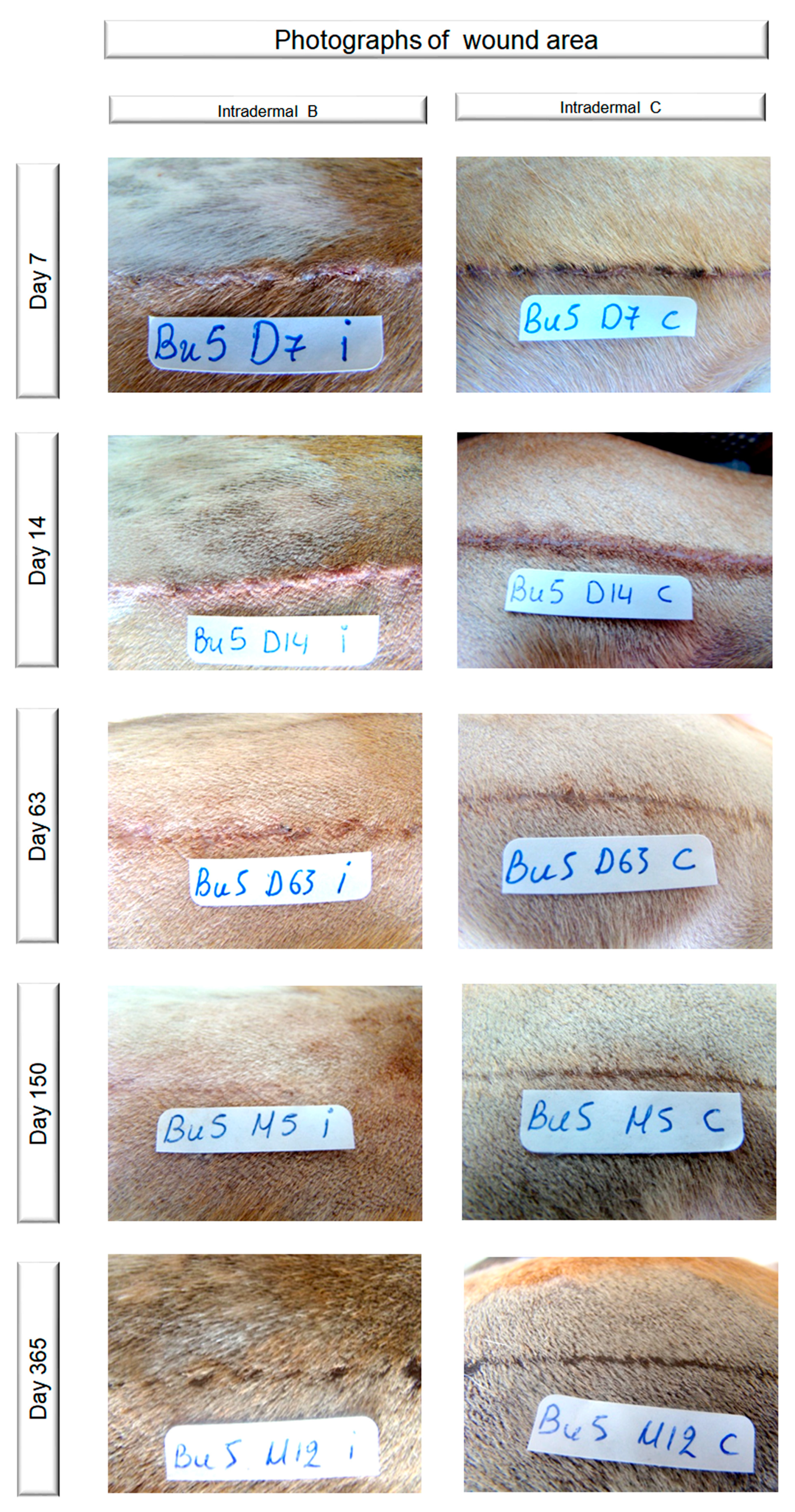 Vetsci 10 00105 g001
