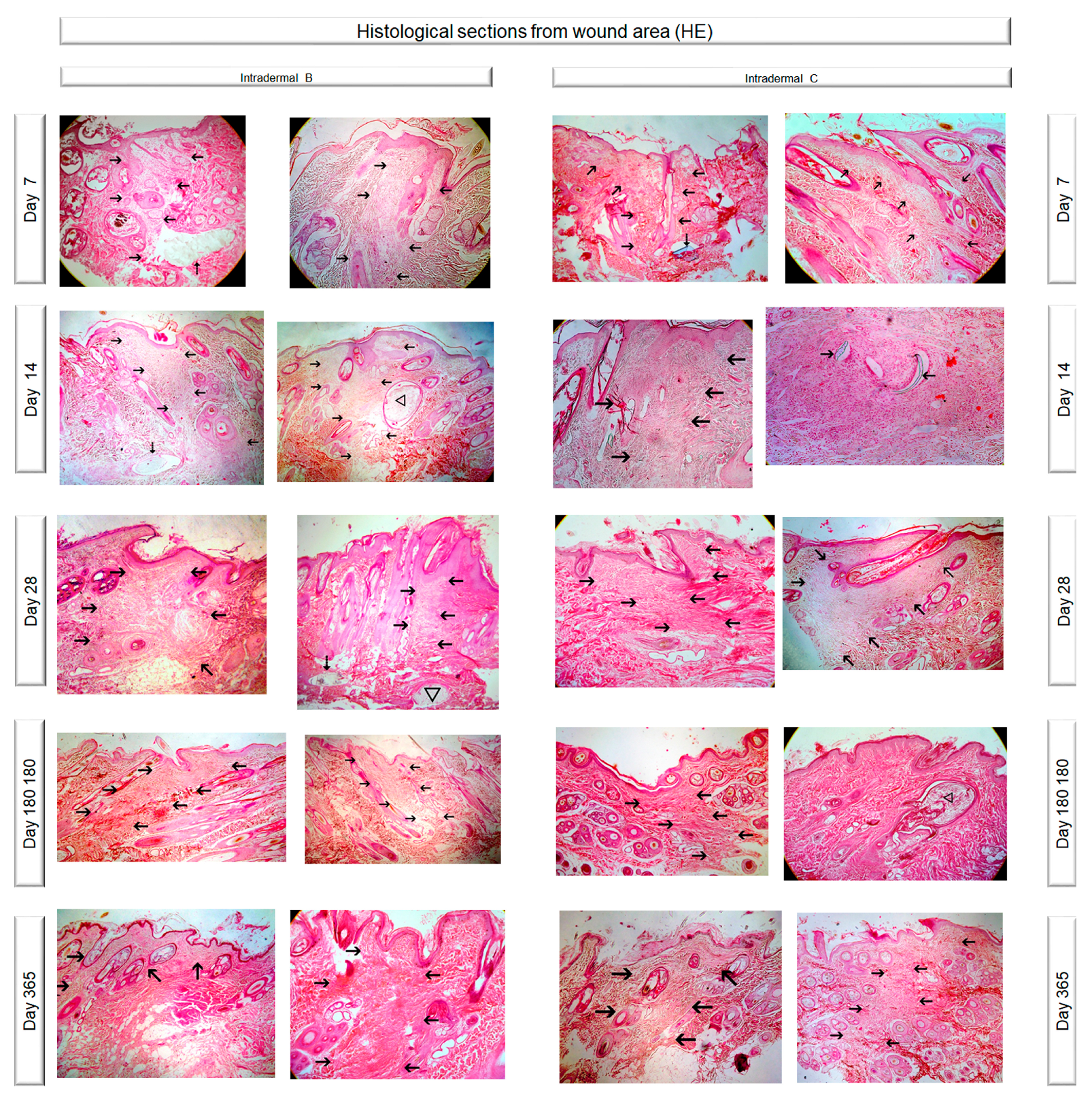 Vetsci 10 00105 g003