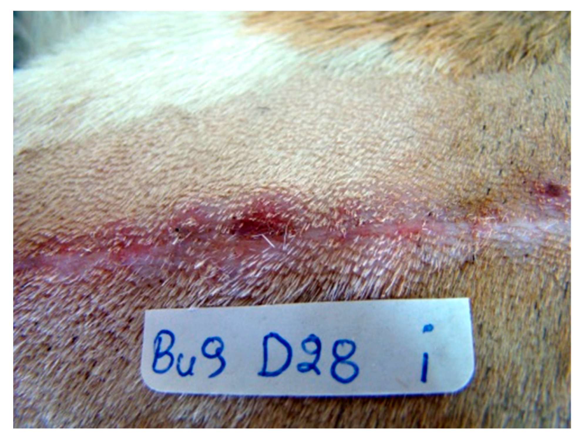 Vetsci 10 00105 g004