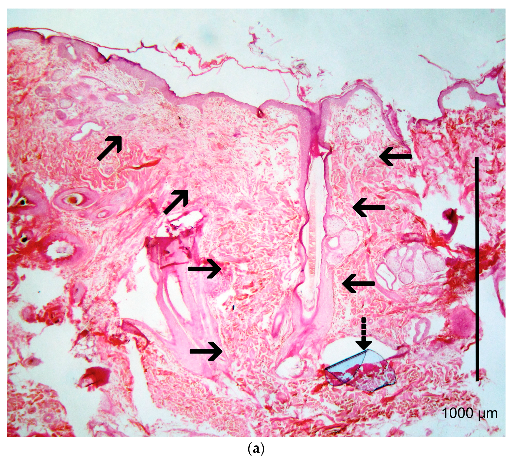 Vetsci 10 00105 g008a