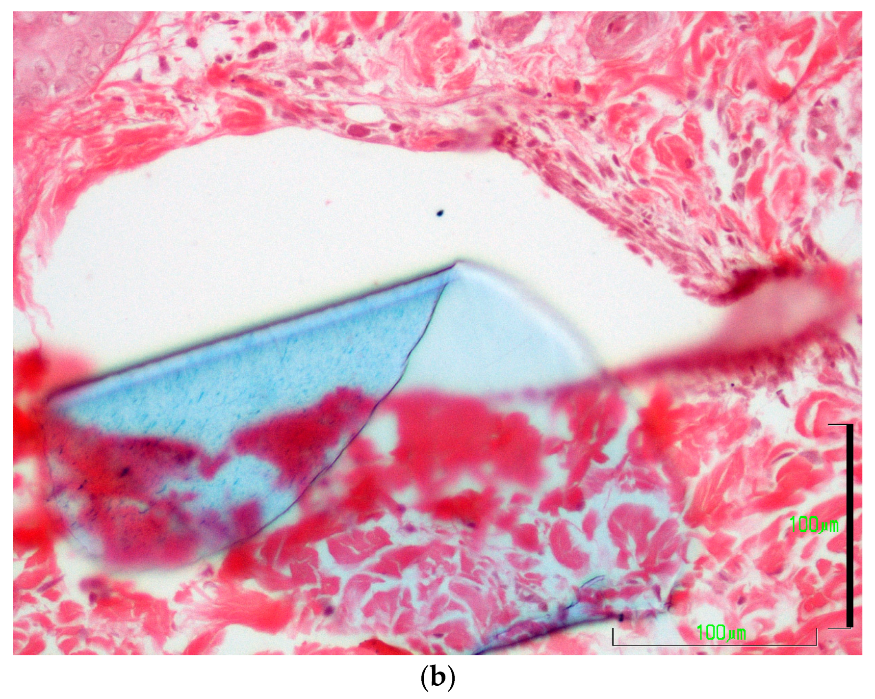 Vetsci 10 00105 g008b