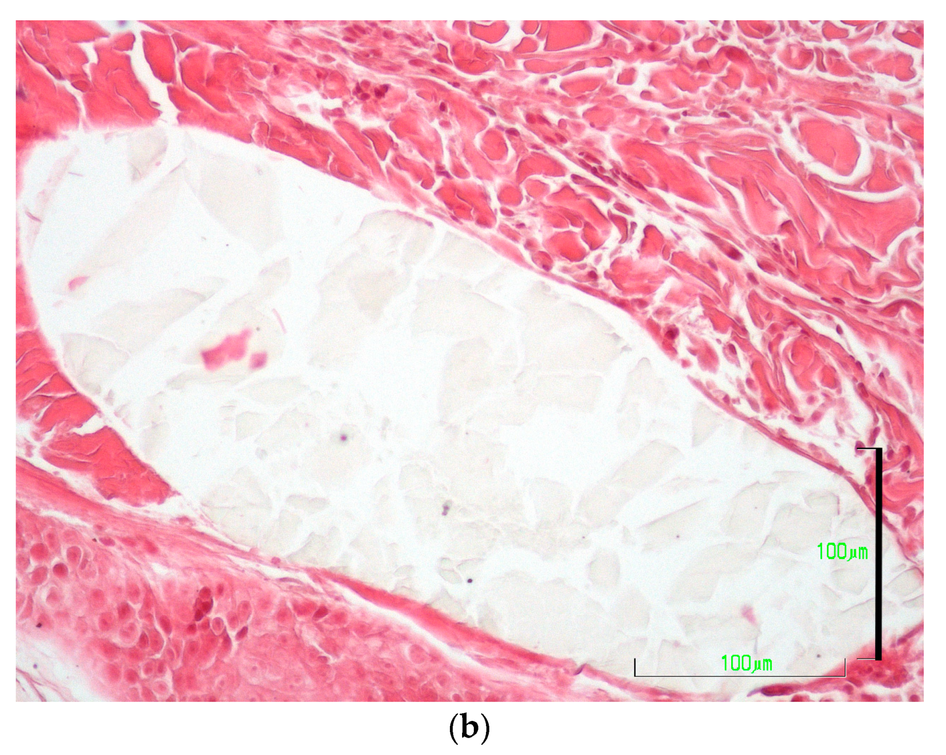 Vetsci 10 00105 g009b