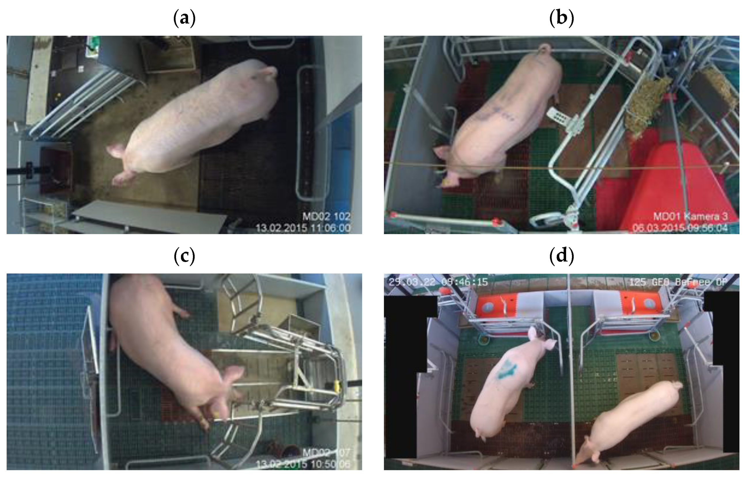 Vetsci 10 00109 g001 550