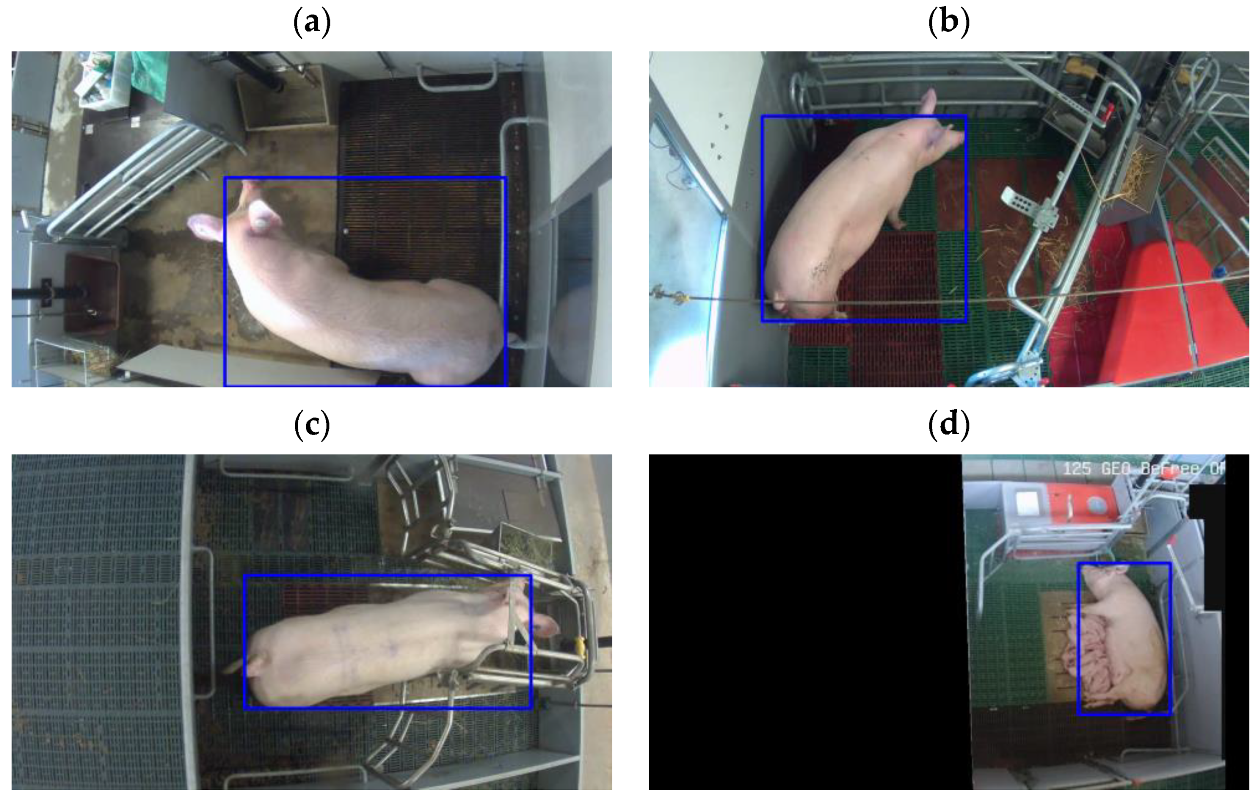 Vetsci 10 00109 g002 550