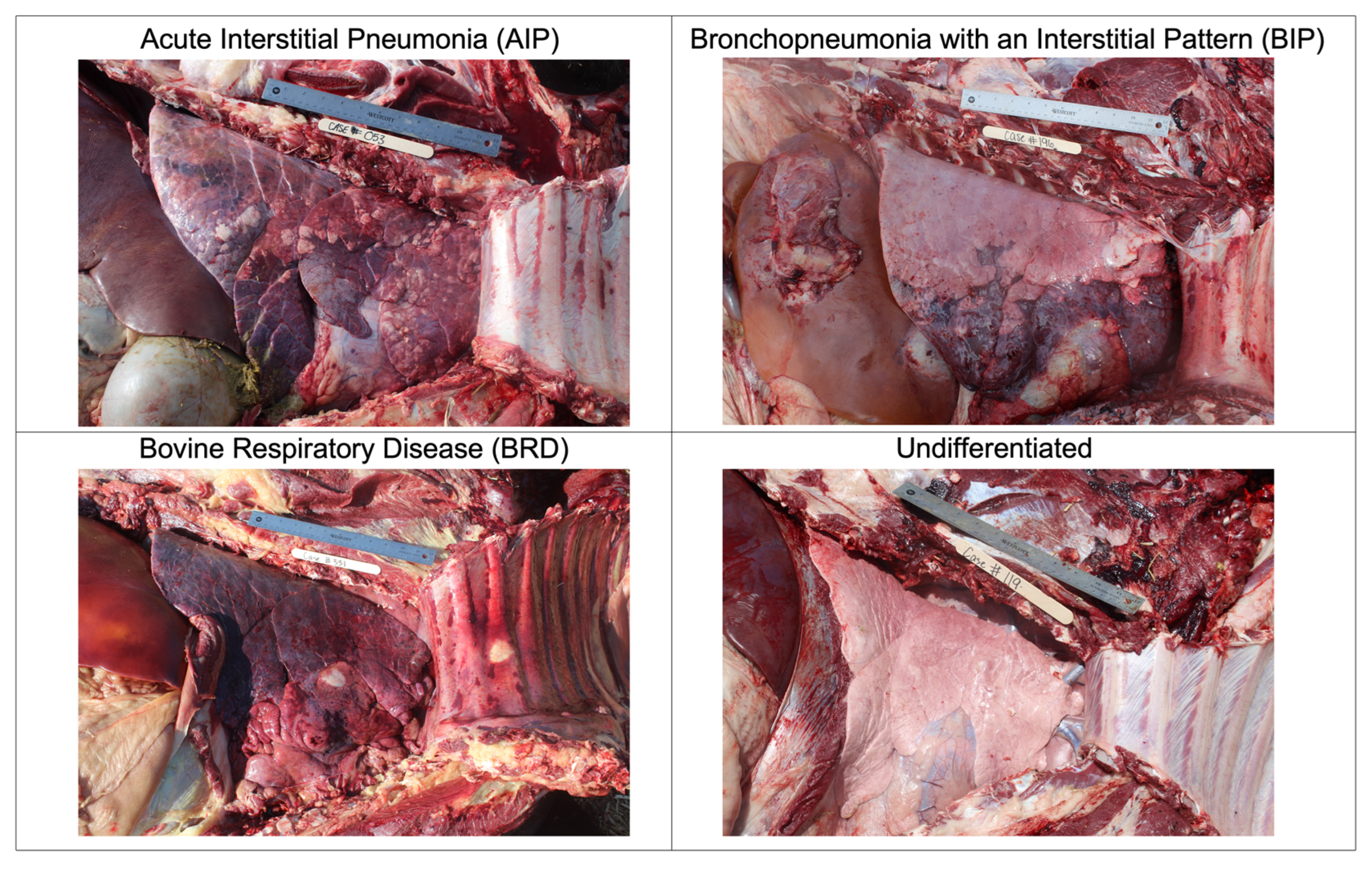Vetsci 10 00113 g001 Vetsci 10 00113 g001