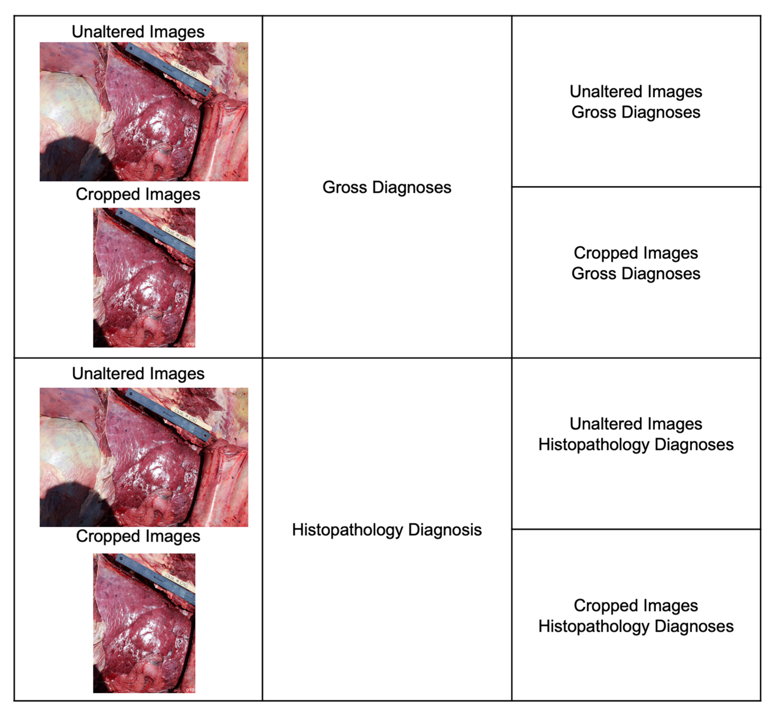 Vetsci 10 00113 g003 Vetsci 10 00113 g003