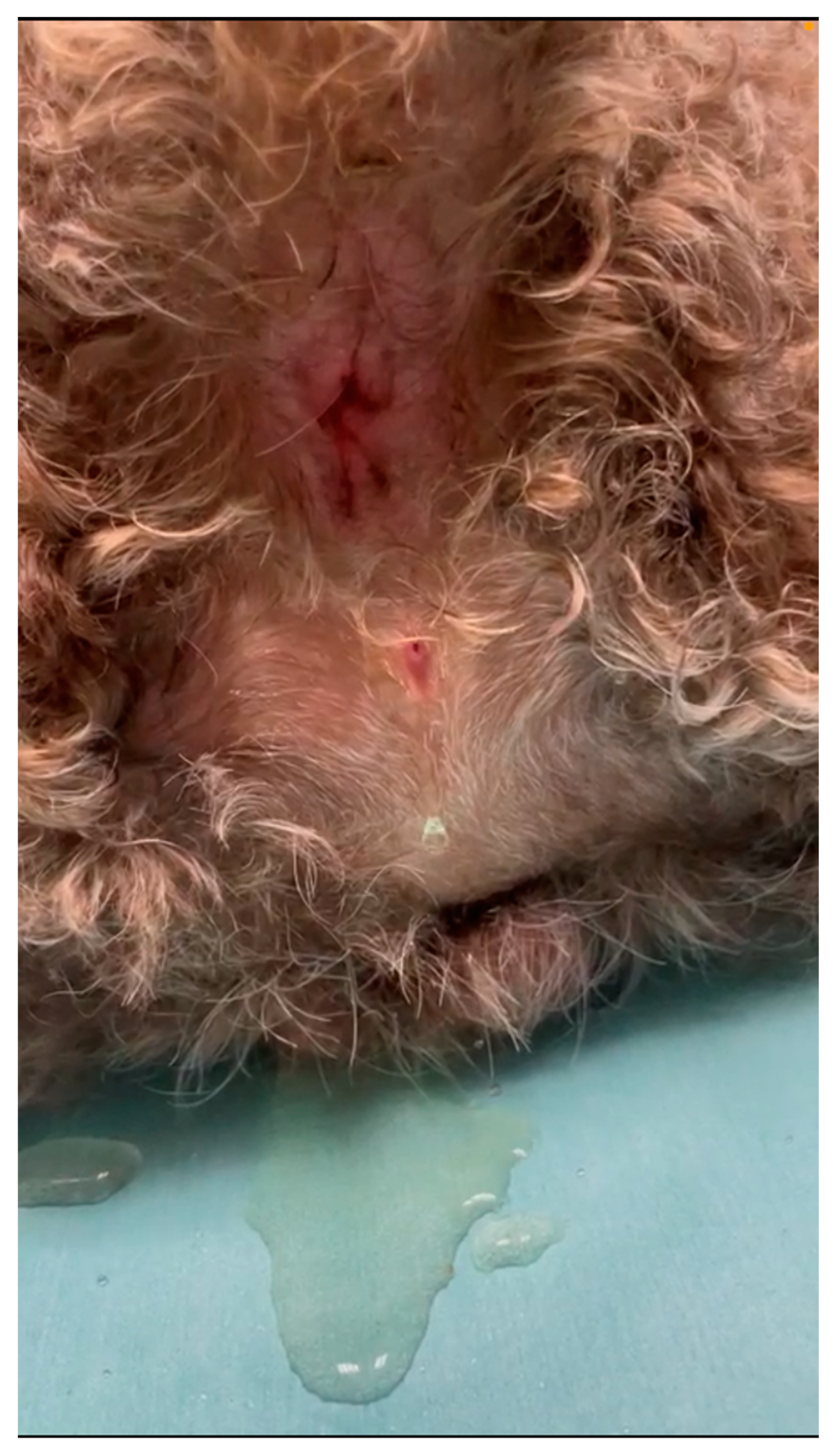 Rectum: prolapse - pursestring suture in Cats (Felis) | Vetlexicon