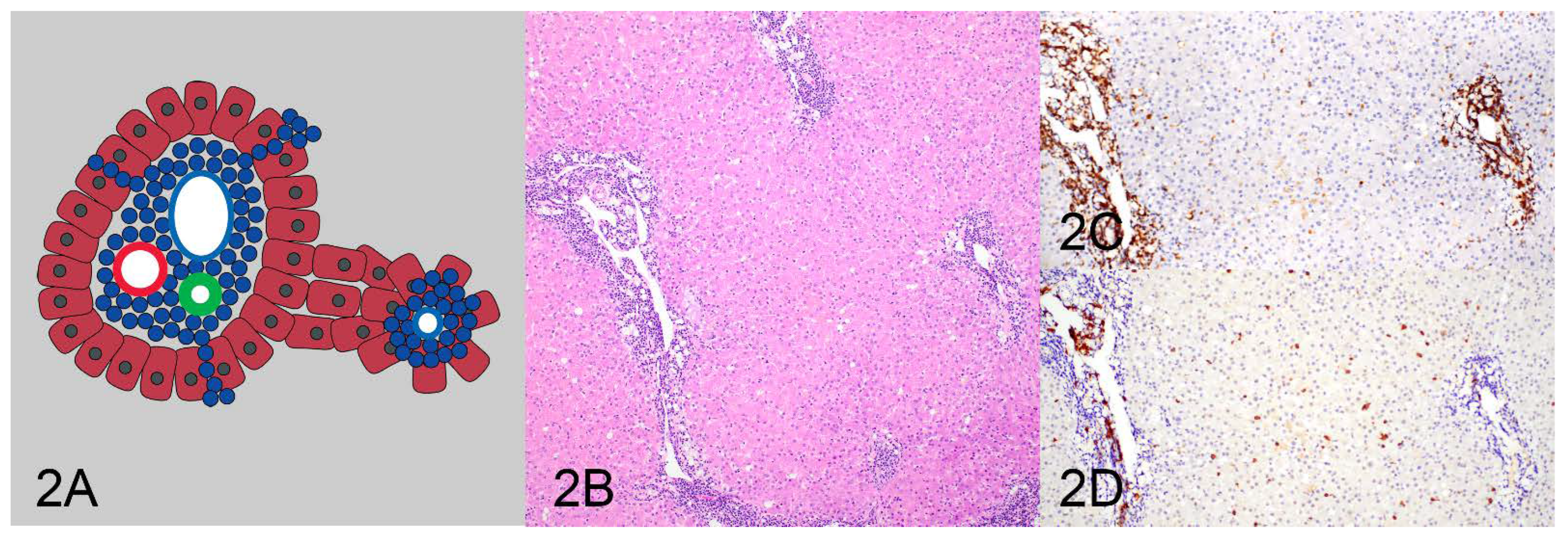 Vetsci 10 00127 g002 550