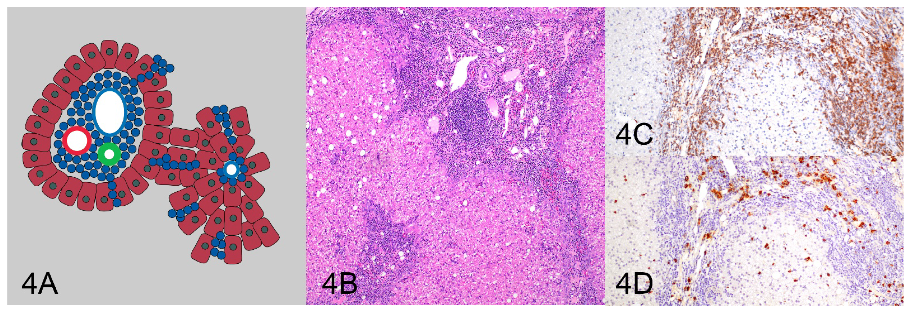 Vetsci 10 00127 g004 550