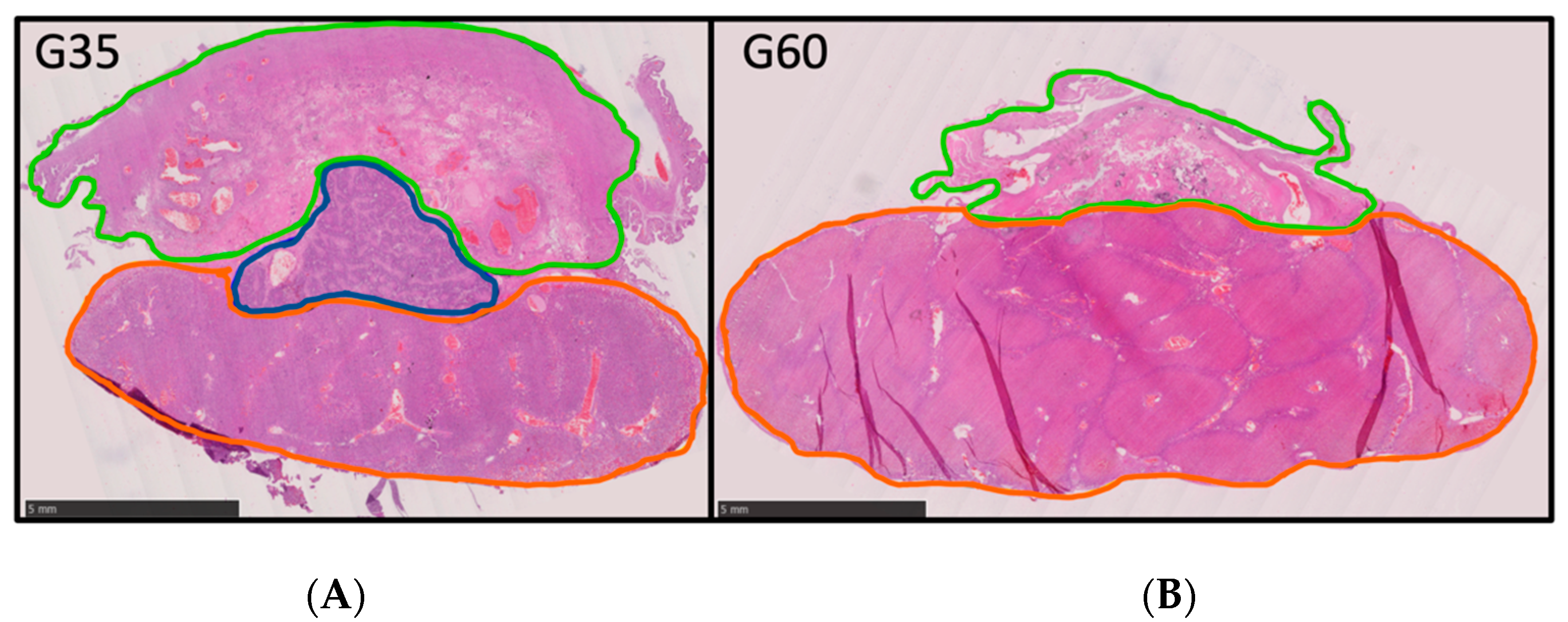Vetsci 10 00144 g004
