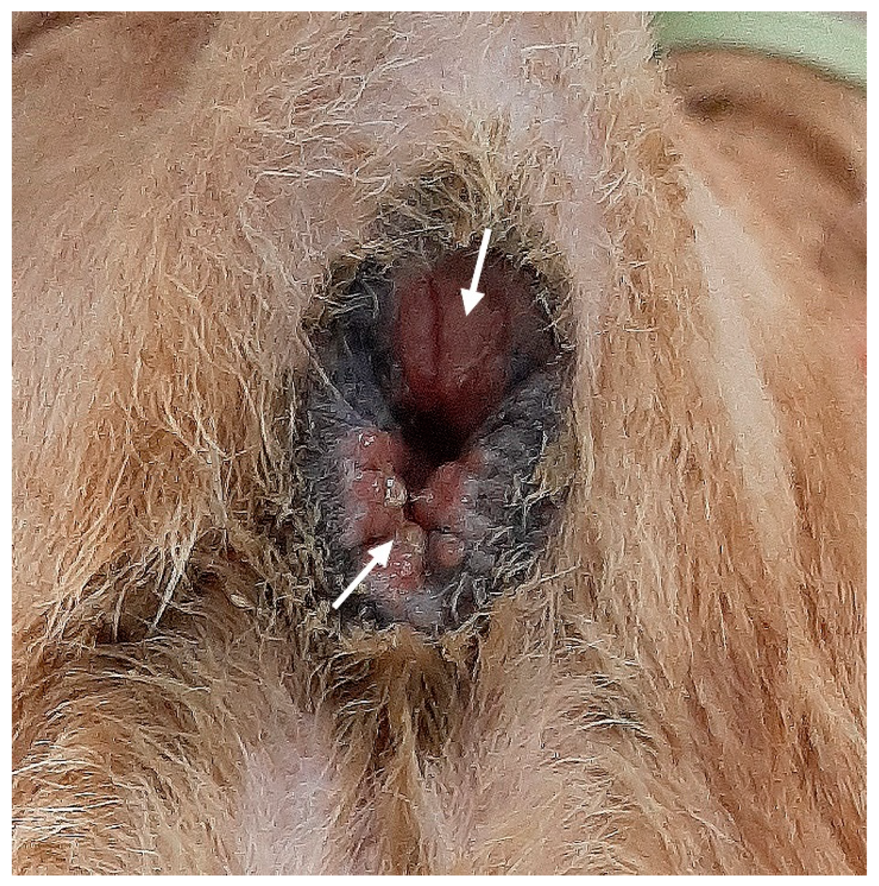 Veterinary Sciences | Free Full-Text | Application of Bifurcated  Semitendinosus Muscle Transposition for Treatment of Fecal Incontinence in  Two Dogs