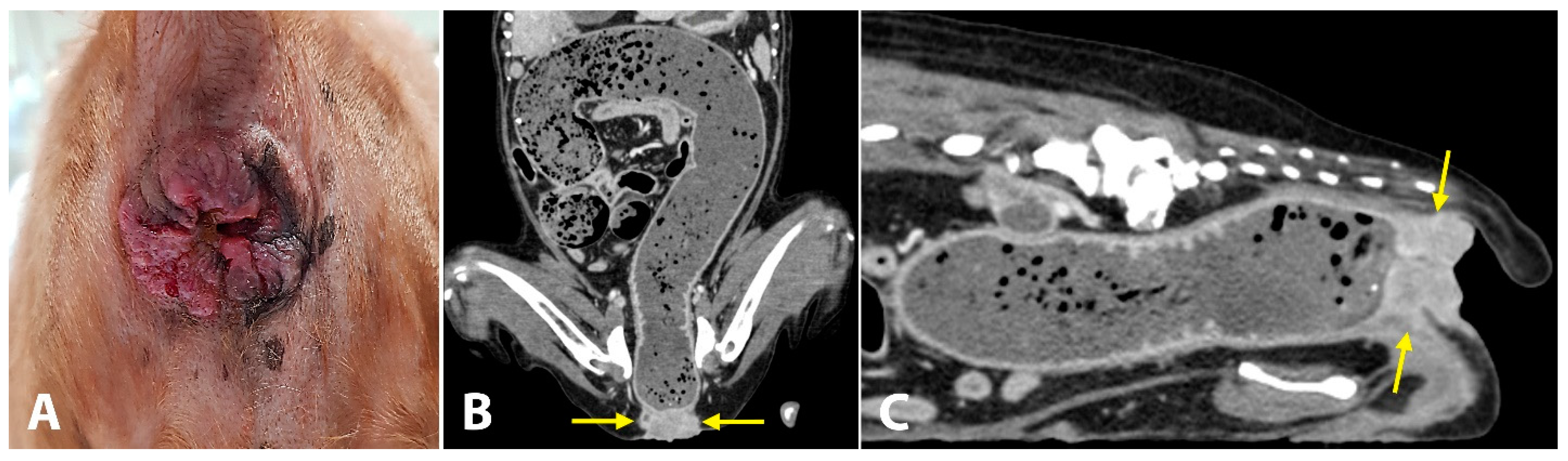 Vetsci 10 00150 g003