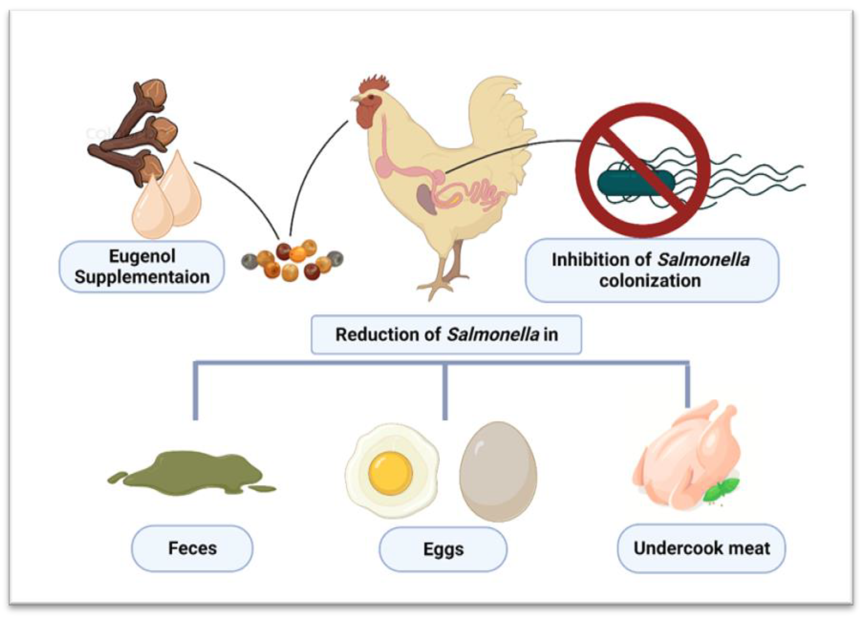 Salmonella Chicken salmonella-chicken