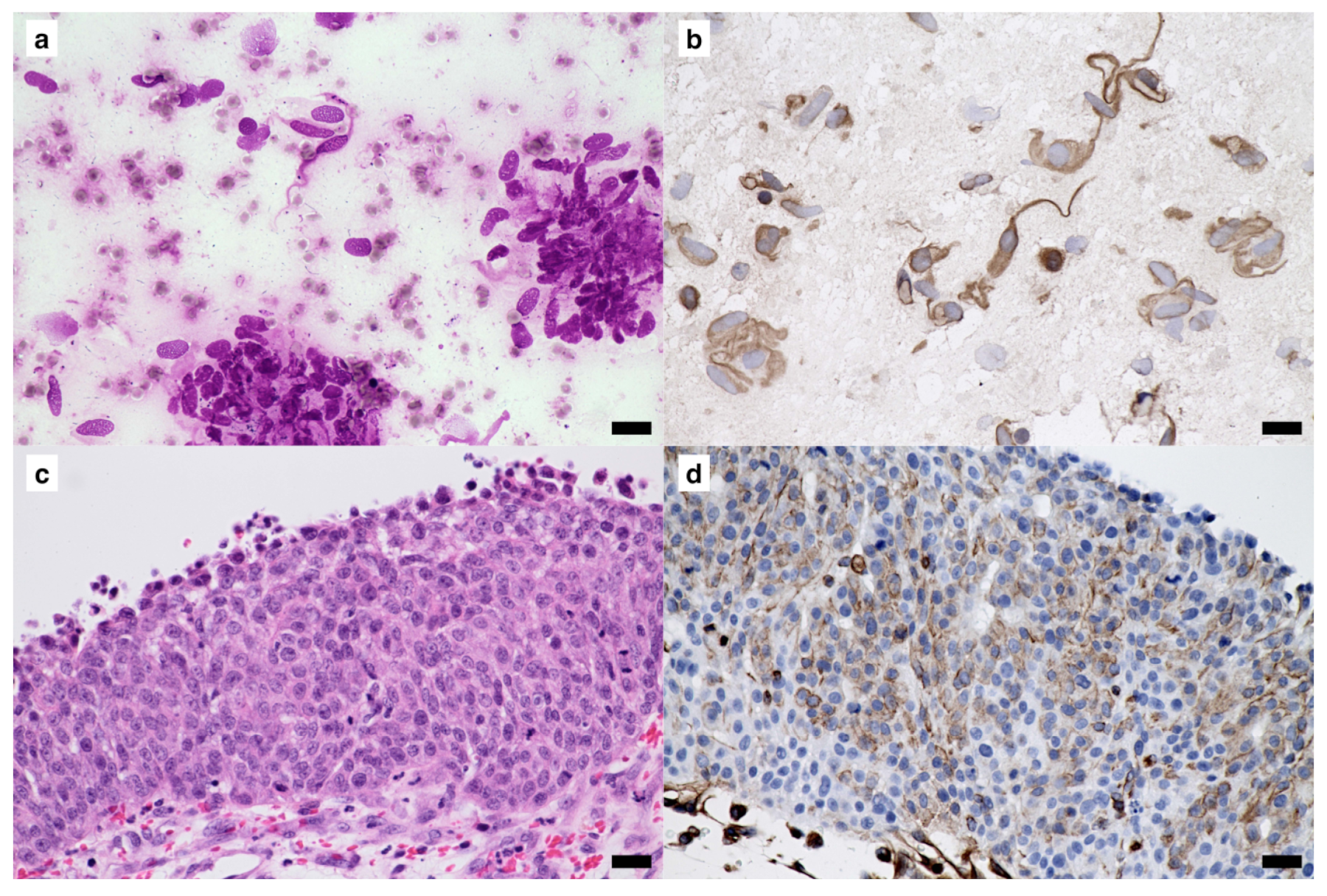 Vetsci 10 00153 g003 550