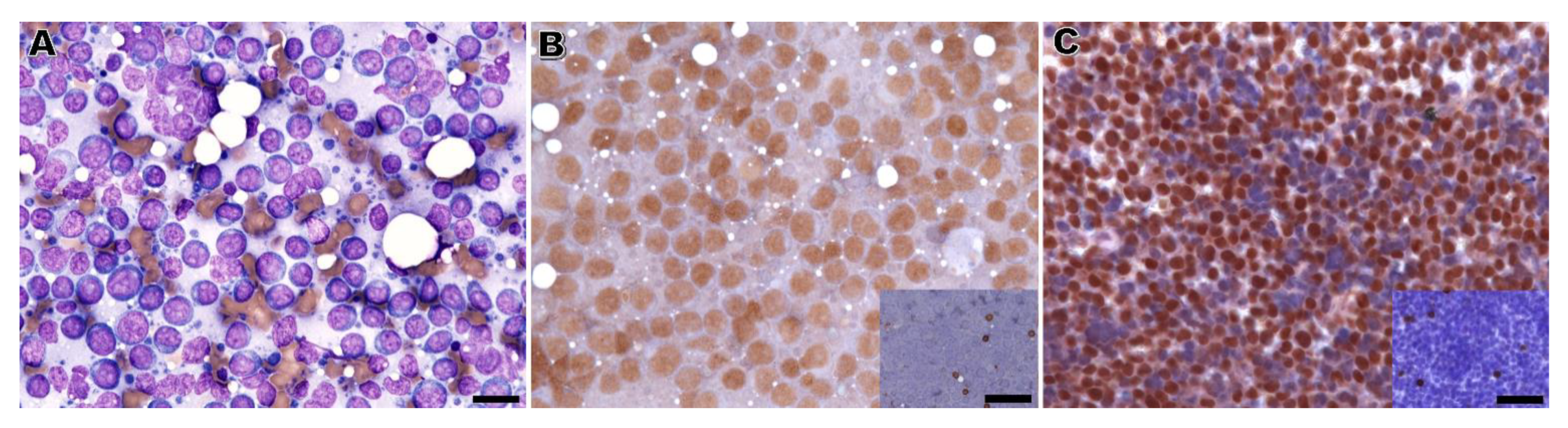 Vetsci 10 00157 g001