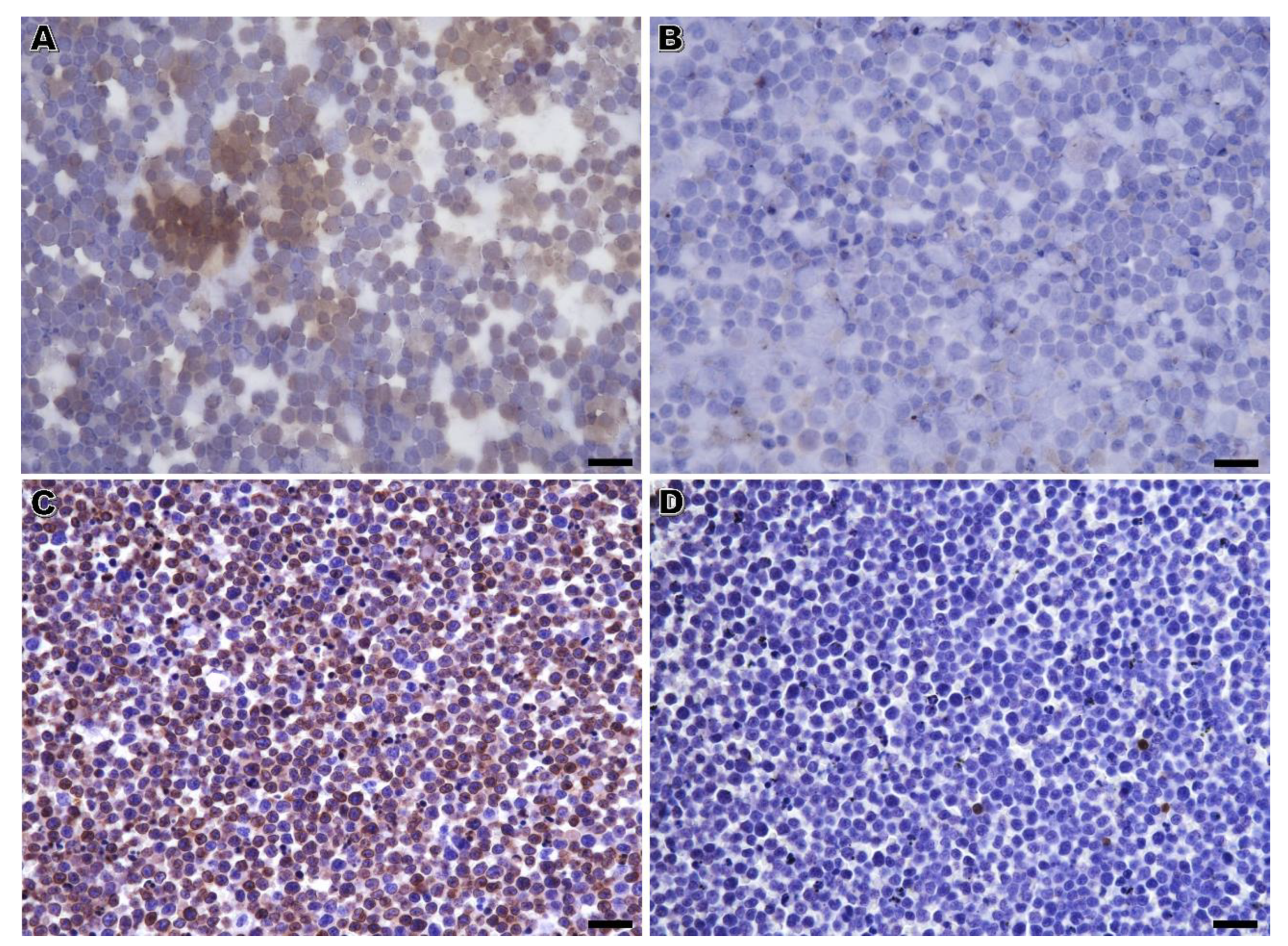 Vetsci 10 00157 g002