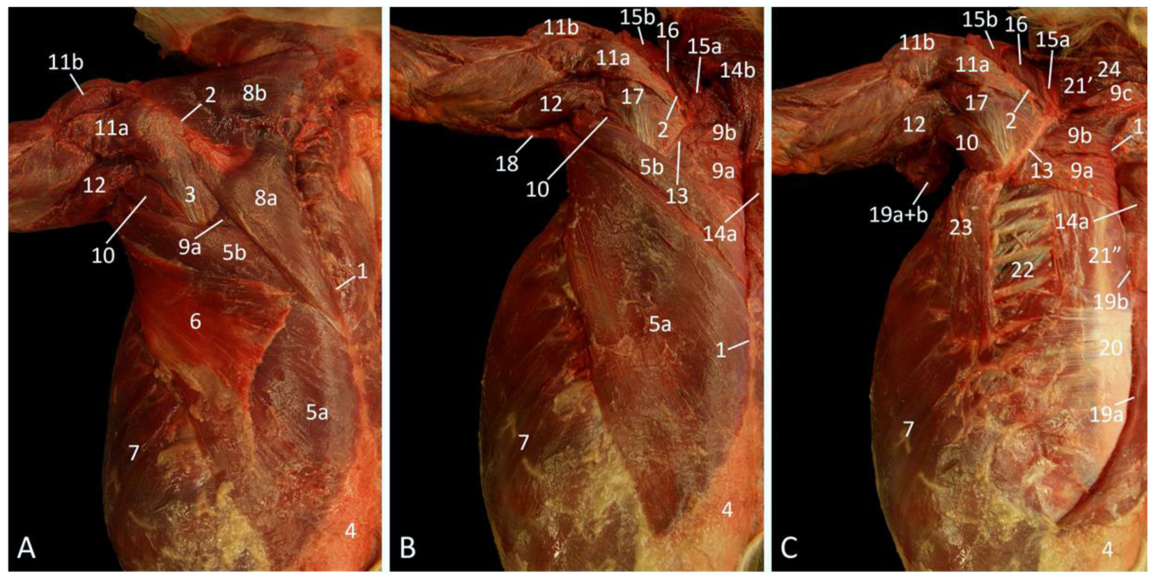 Vetsci 10 00164 g001