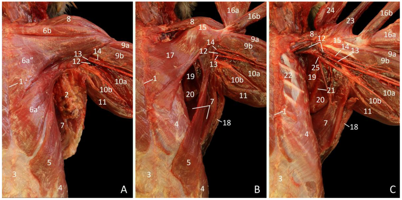 Vetsci 10 00164 g002