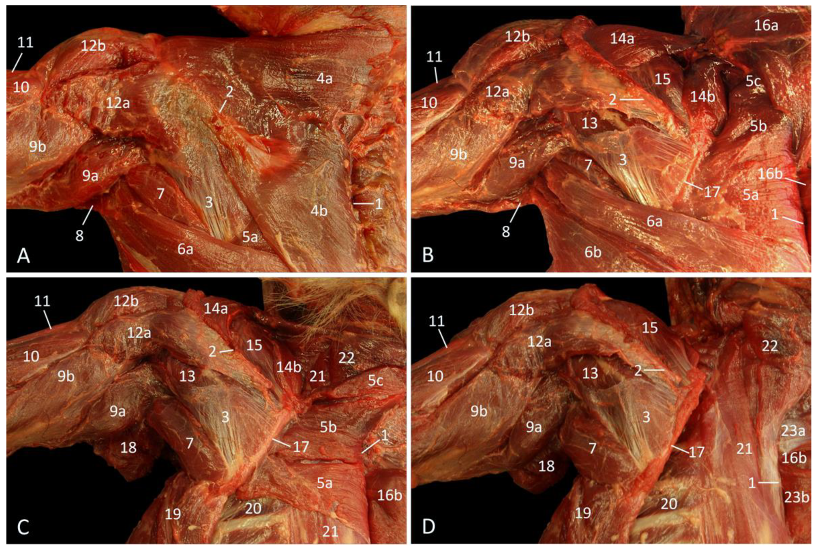 Vetsci 10 00164 g003