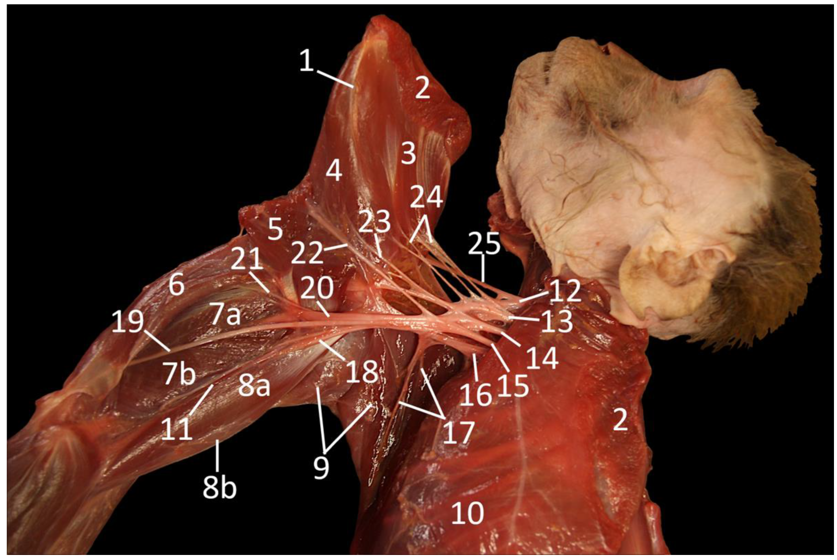 Vetsci 10 00164 g004