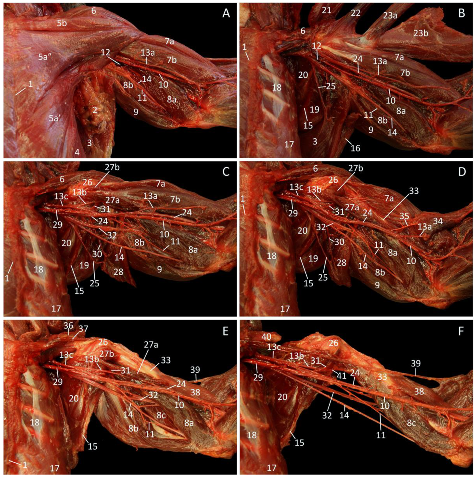 Vetsci 10 00164 g005