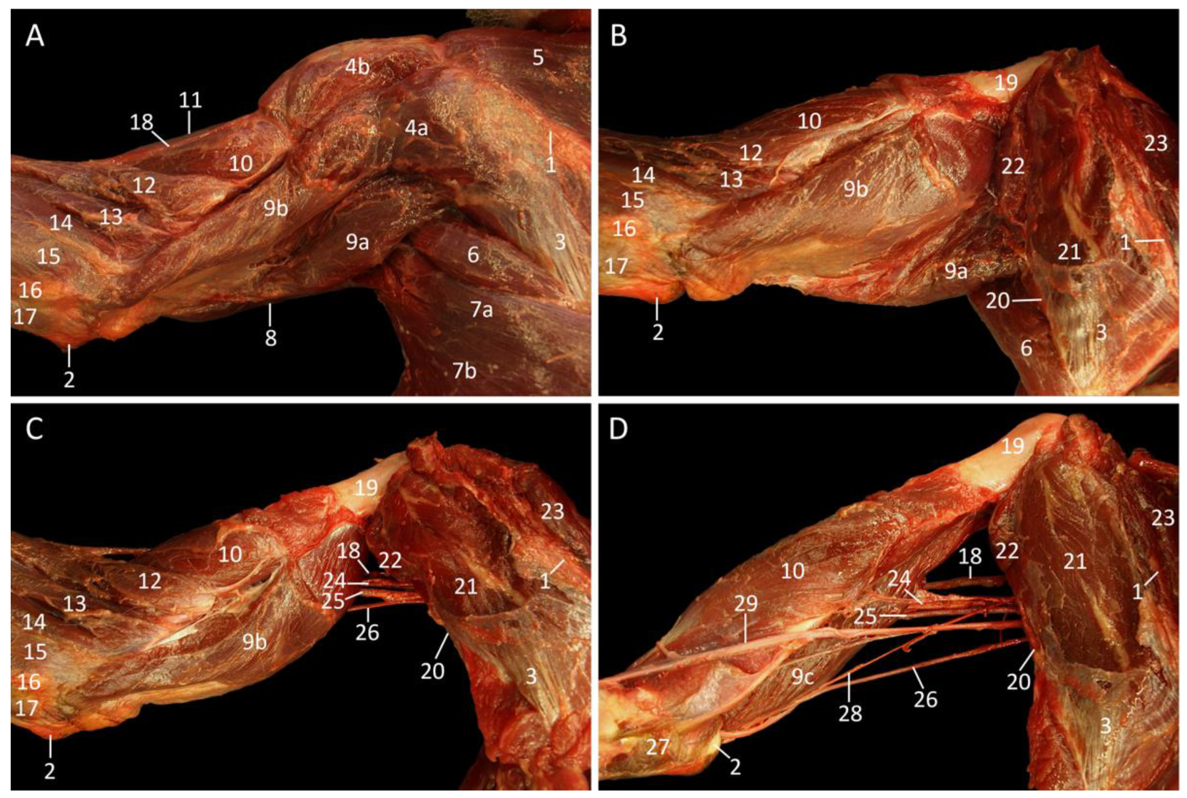 Vetsci 10 00164 g006