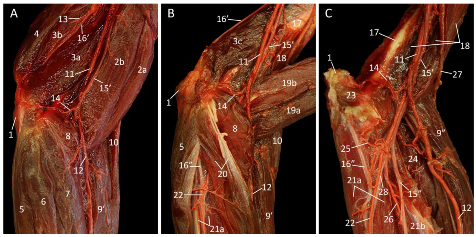 Vetsci 10 00164 g007