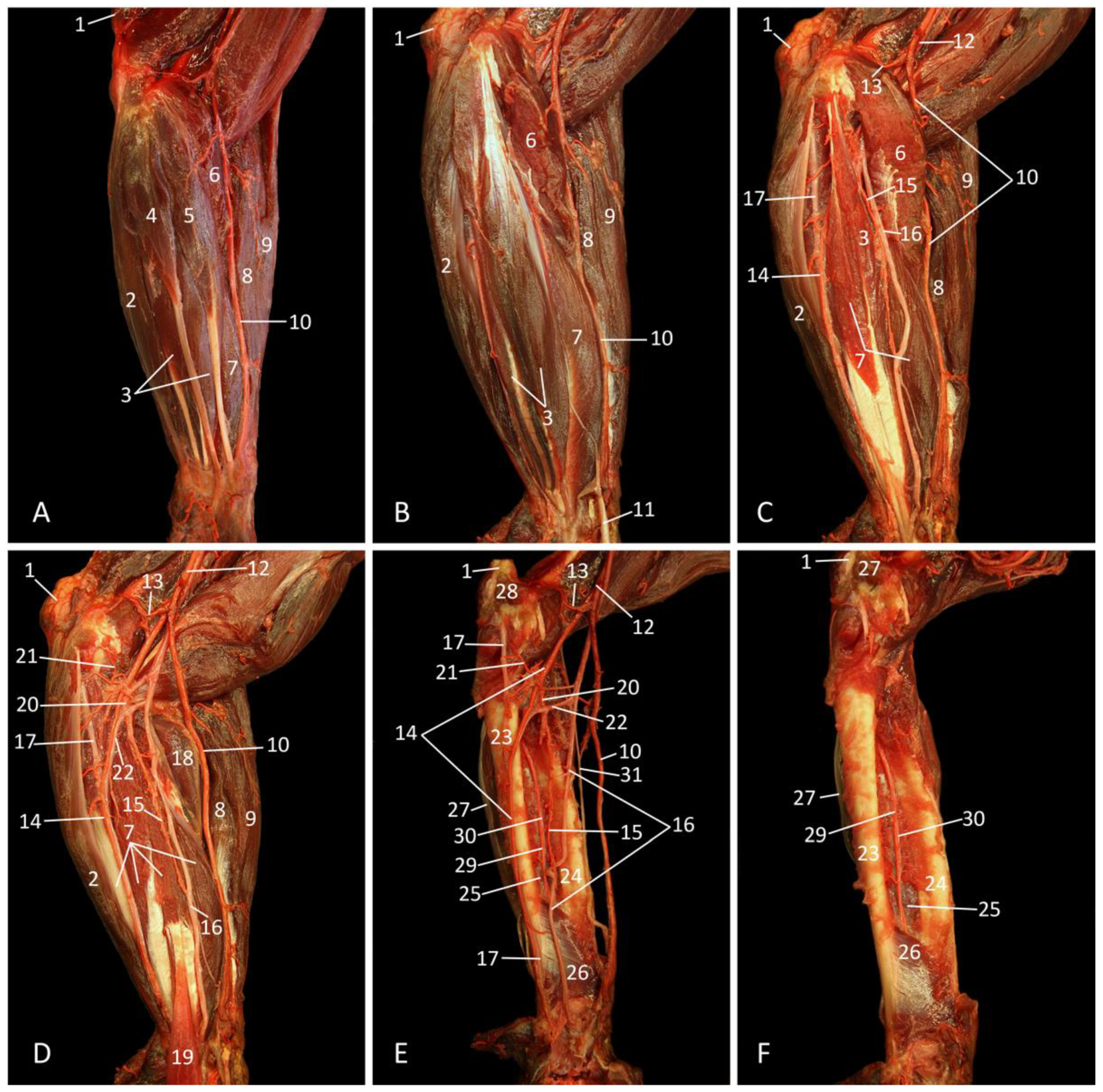 Vetsci 10 00164 g009