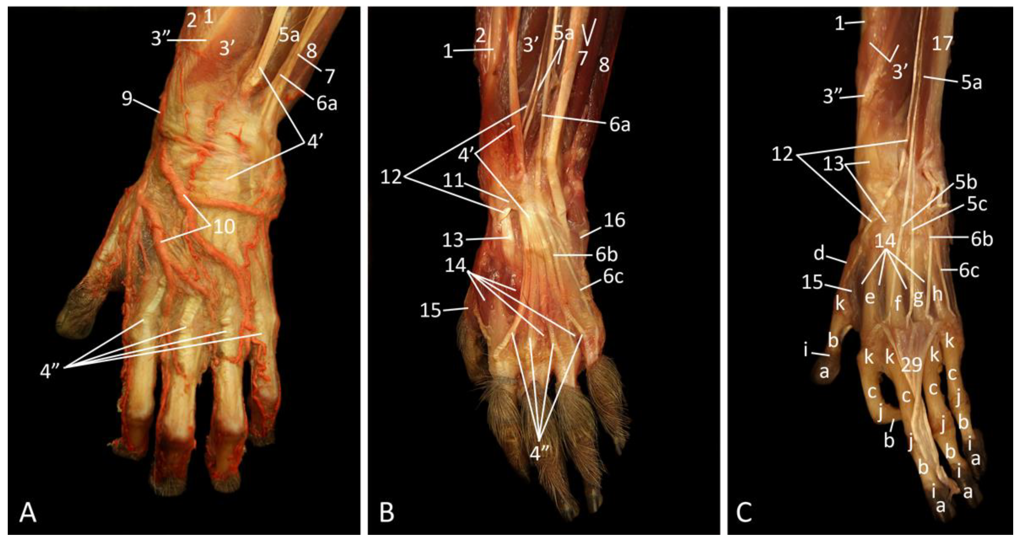 Vetsci 10 00164 g010