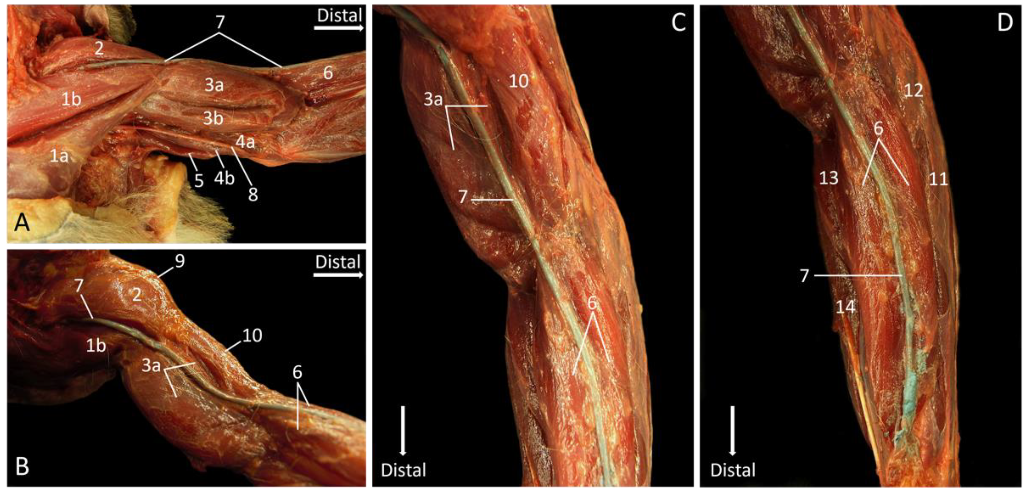 Vetsci 10 00164 g012