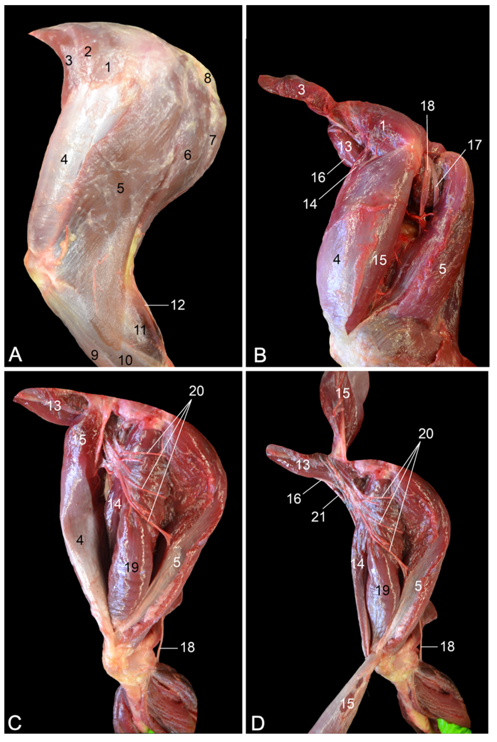 Vetsci 10 00172 g003