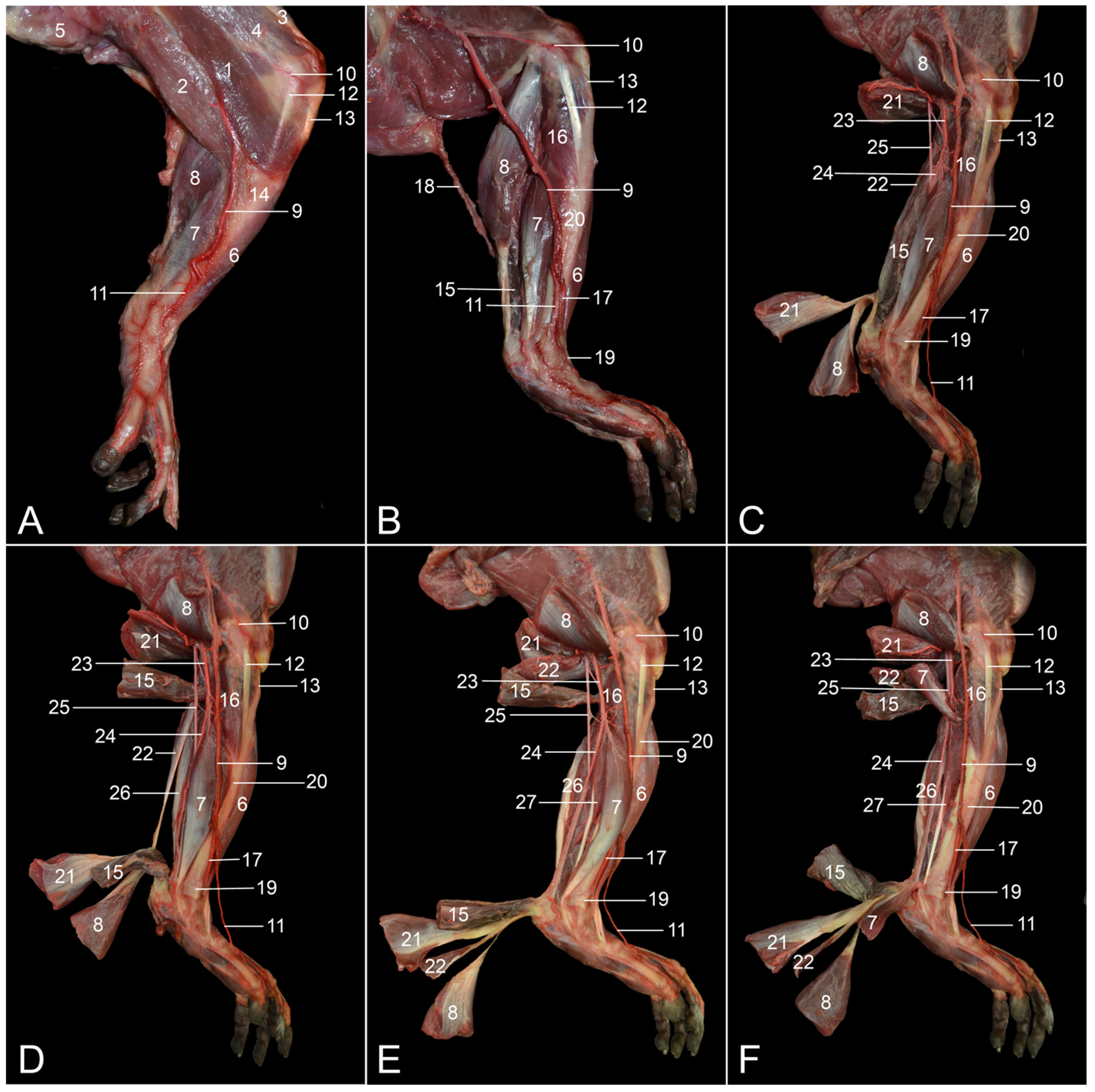 Vetsci 10 00172 g008