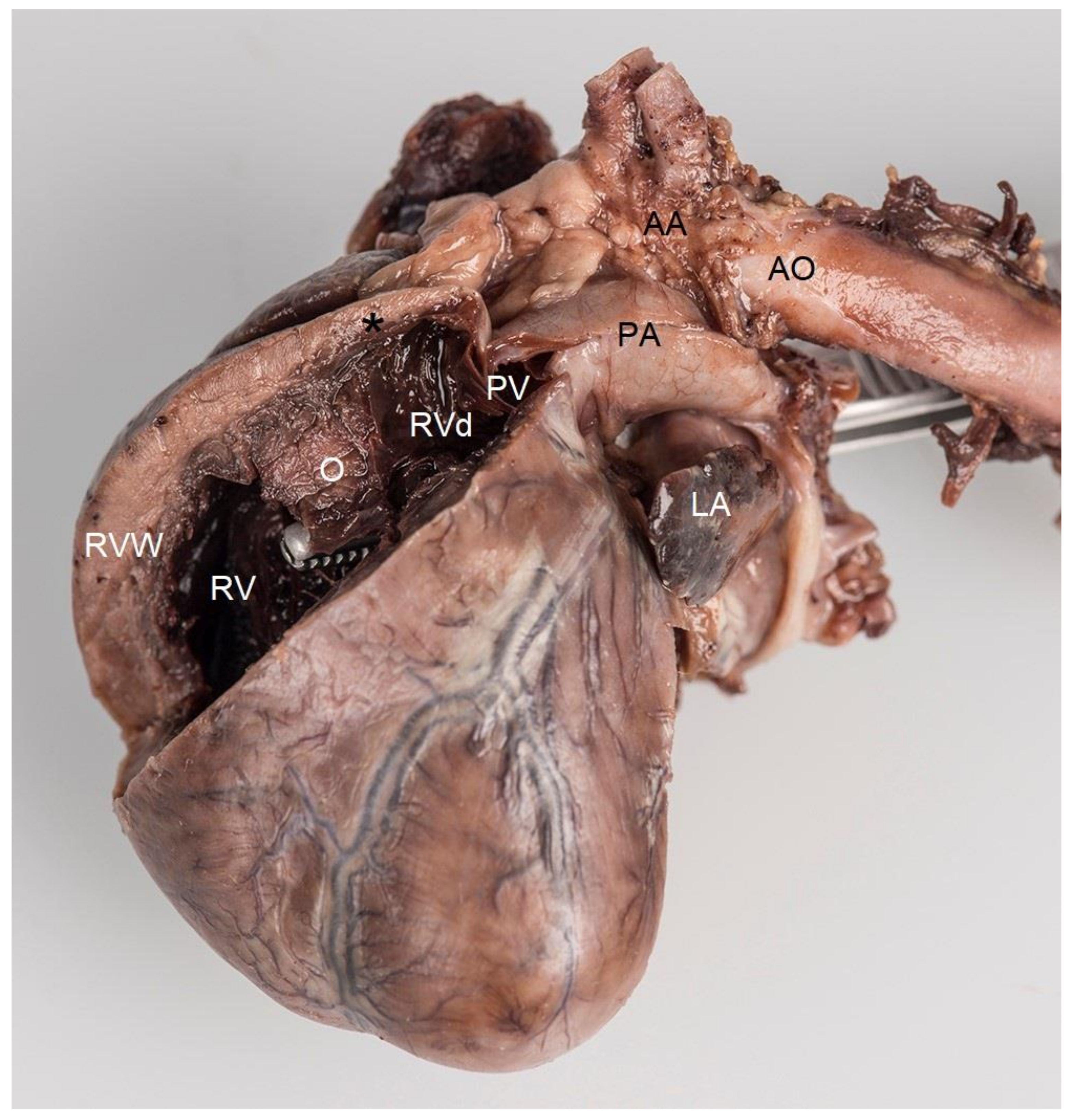 Vetsci 10 00174 g006