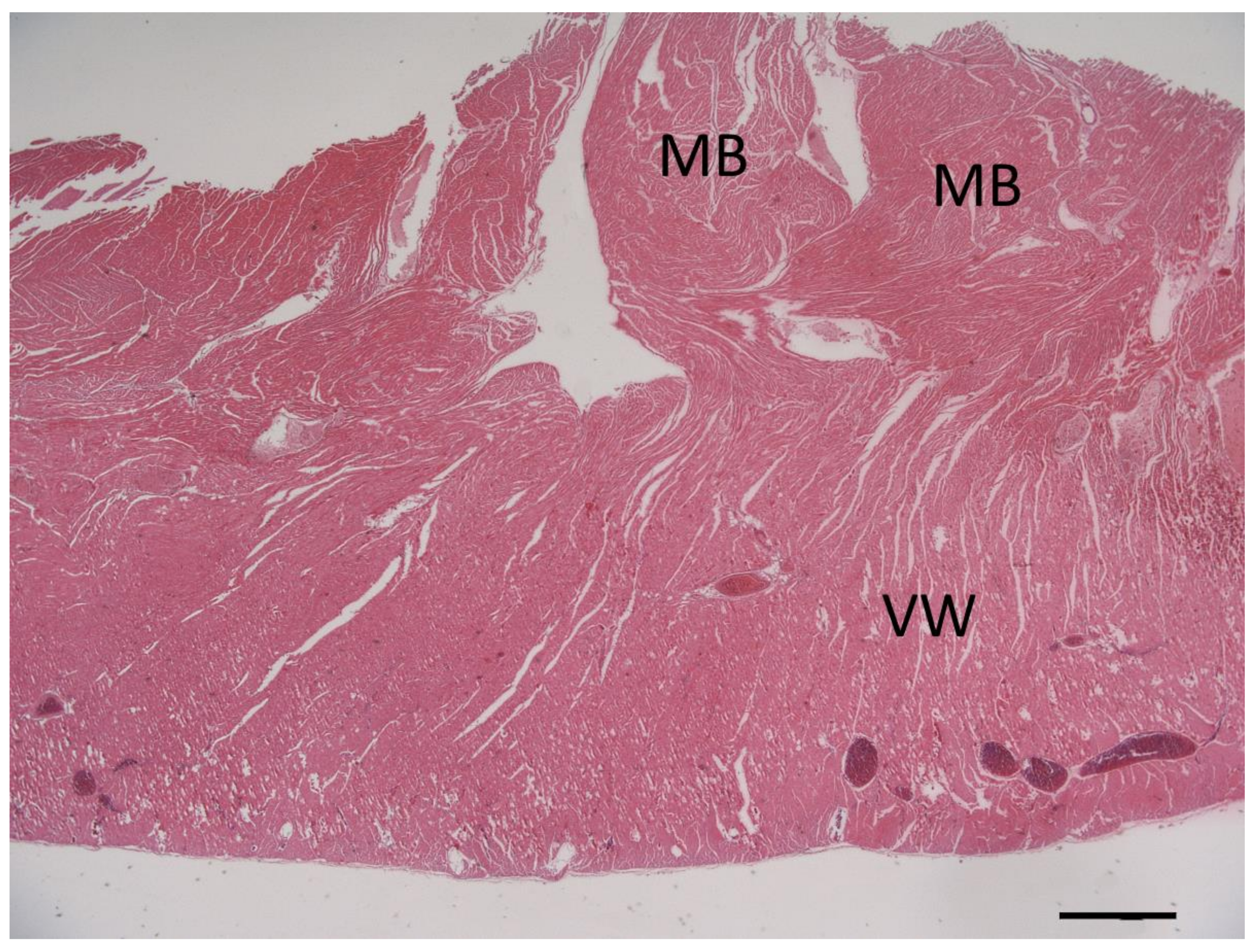 Vetsci 10 00174 g007