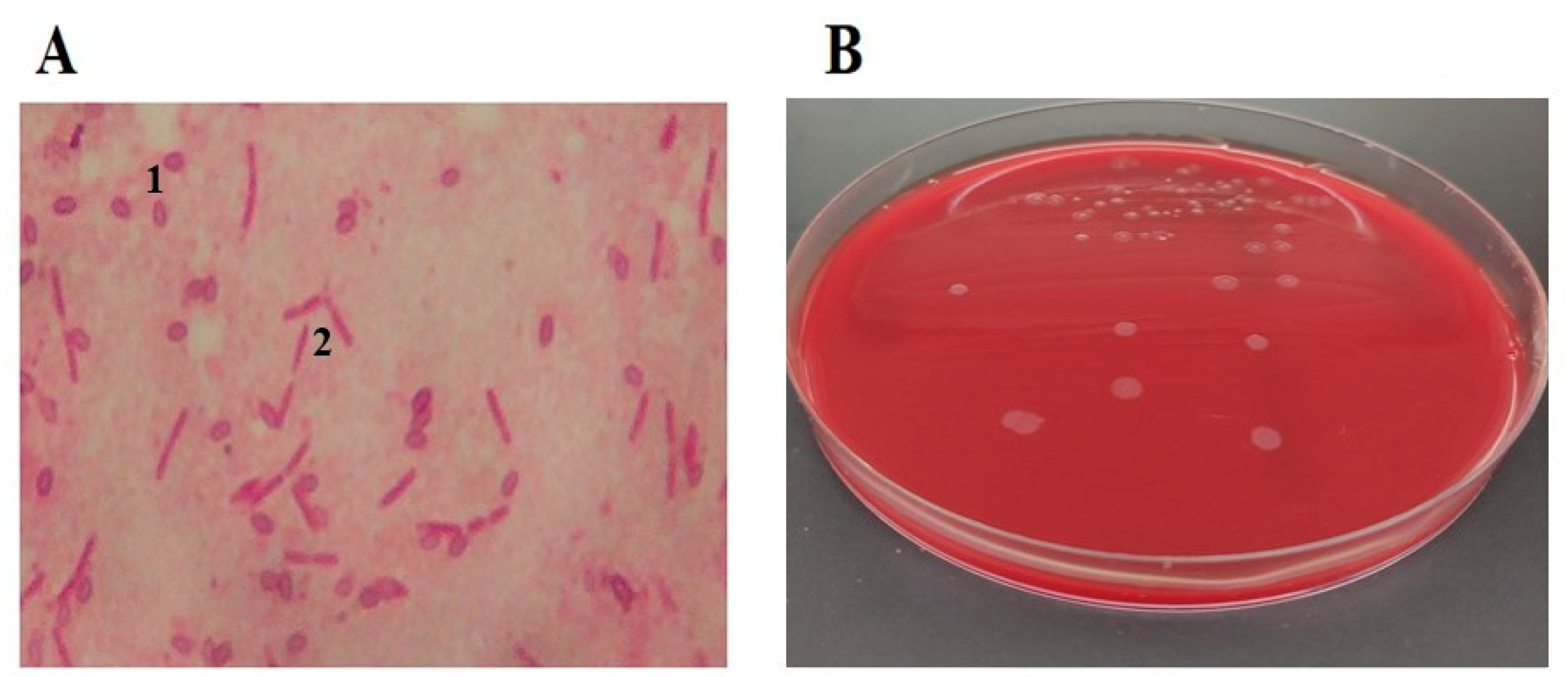 Vetsci 10 00180 g001 Vetsci 10 00180 g001
