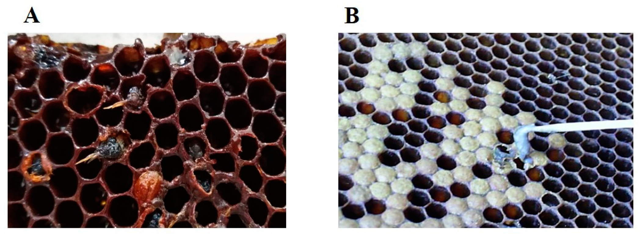Vetsci 10 00180 g003 Vetsci 10 00180 g003