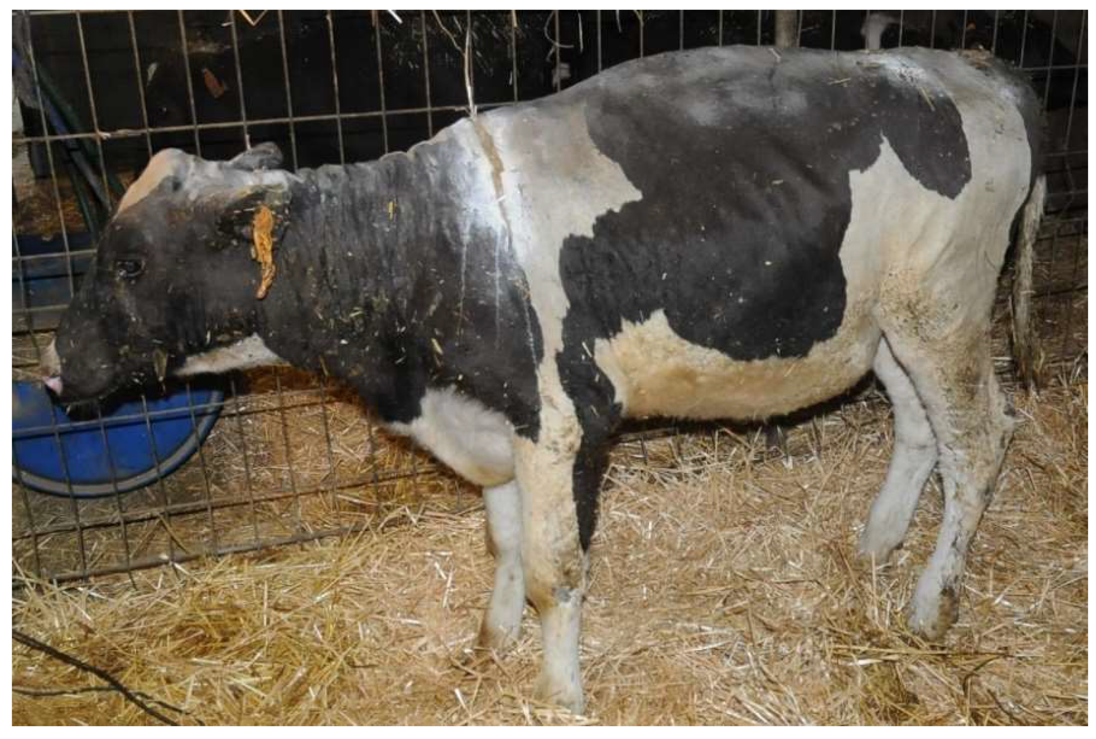 Vetsci 10 00187 g001