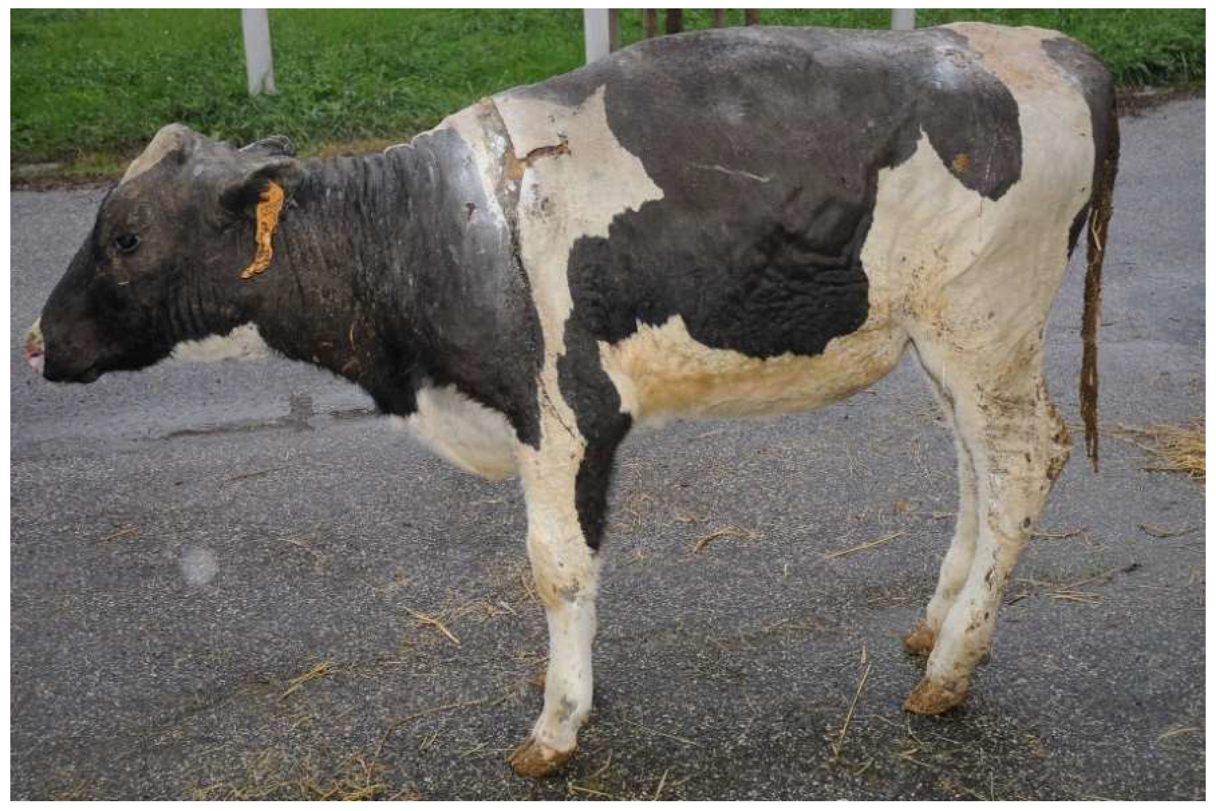 Vetsci 10 00187 g003