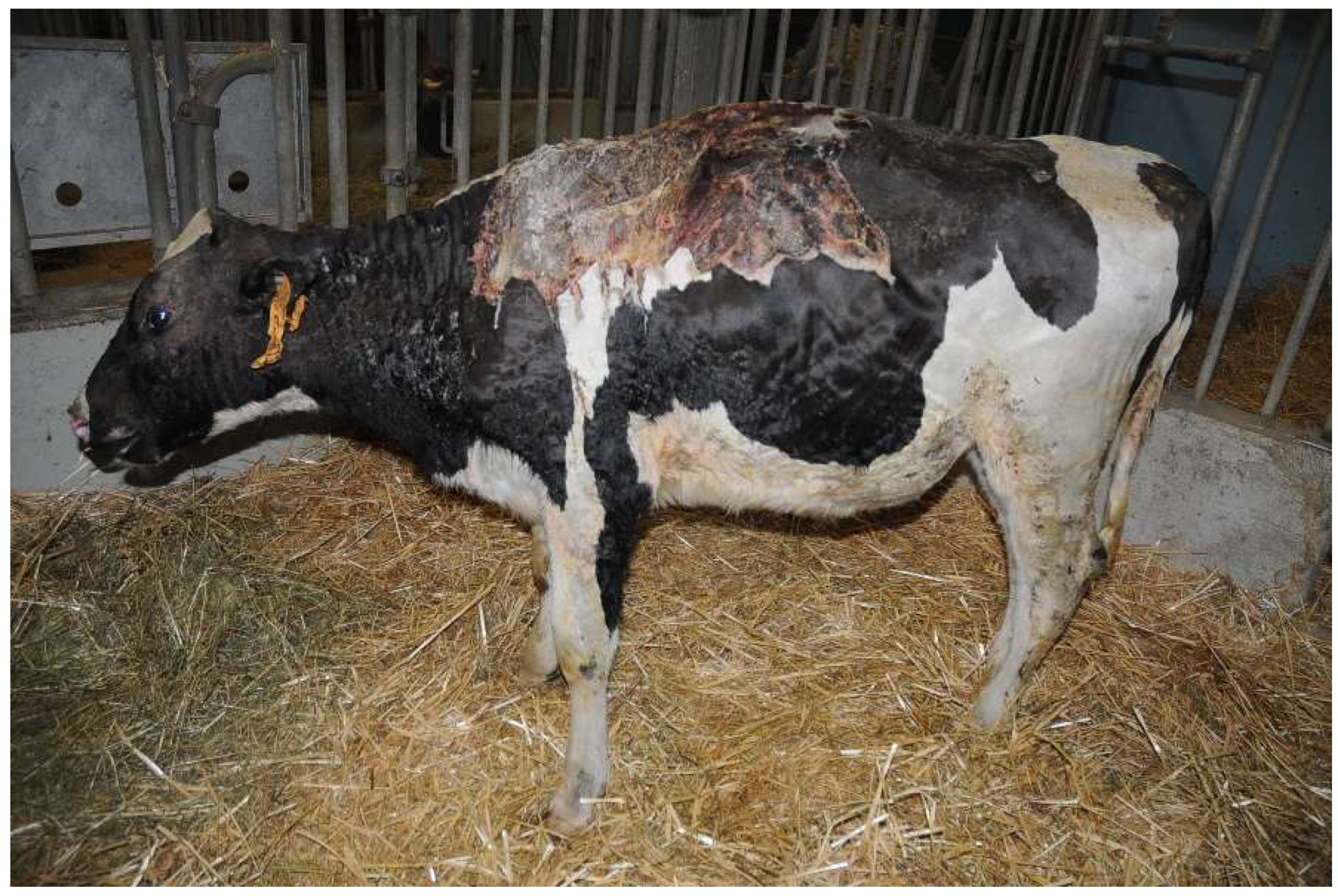 Vetsci 10 00187 g004