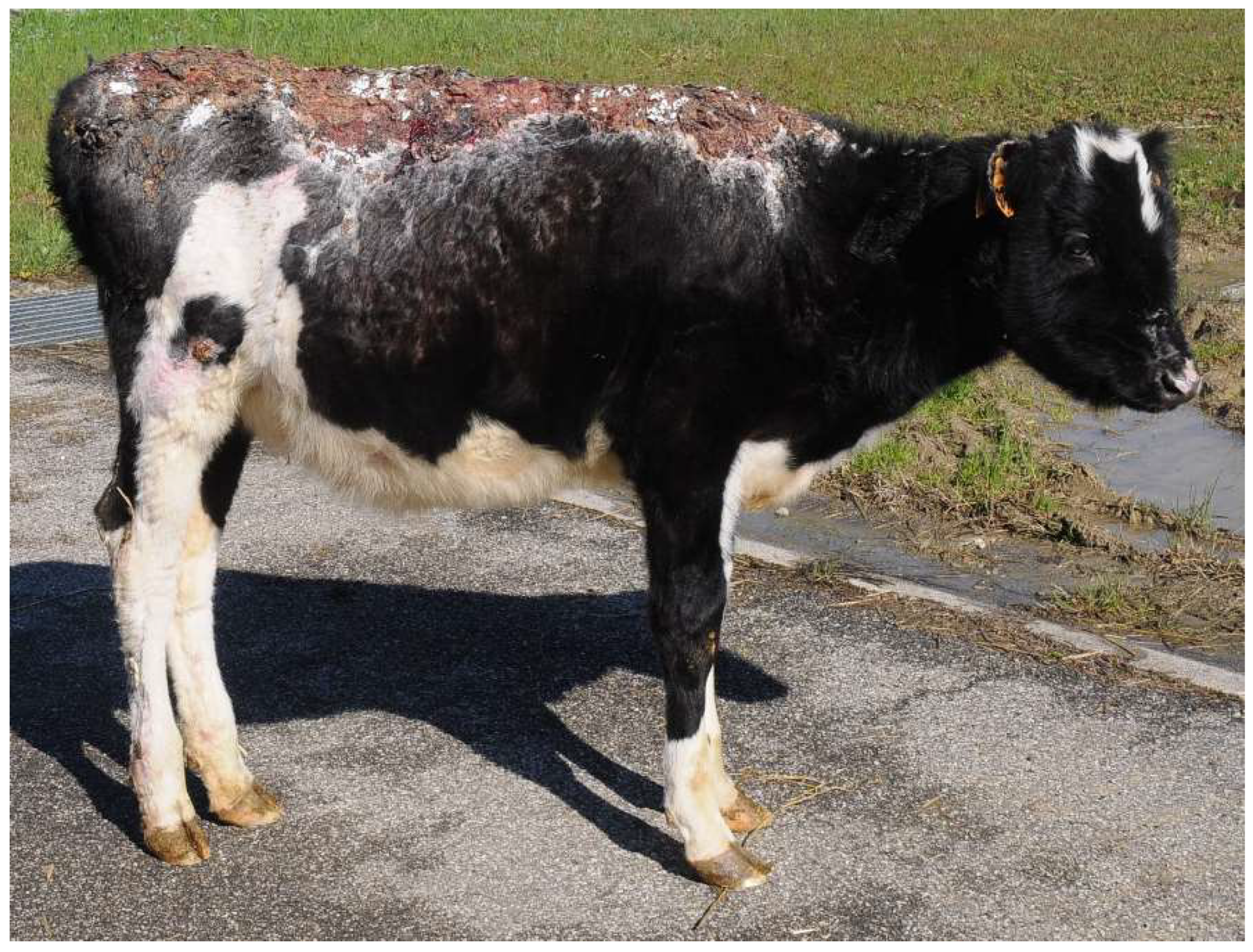 Vetsci 10 00187 g005