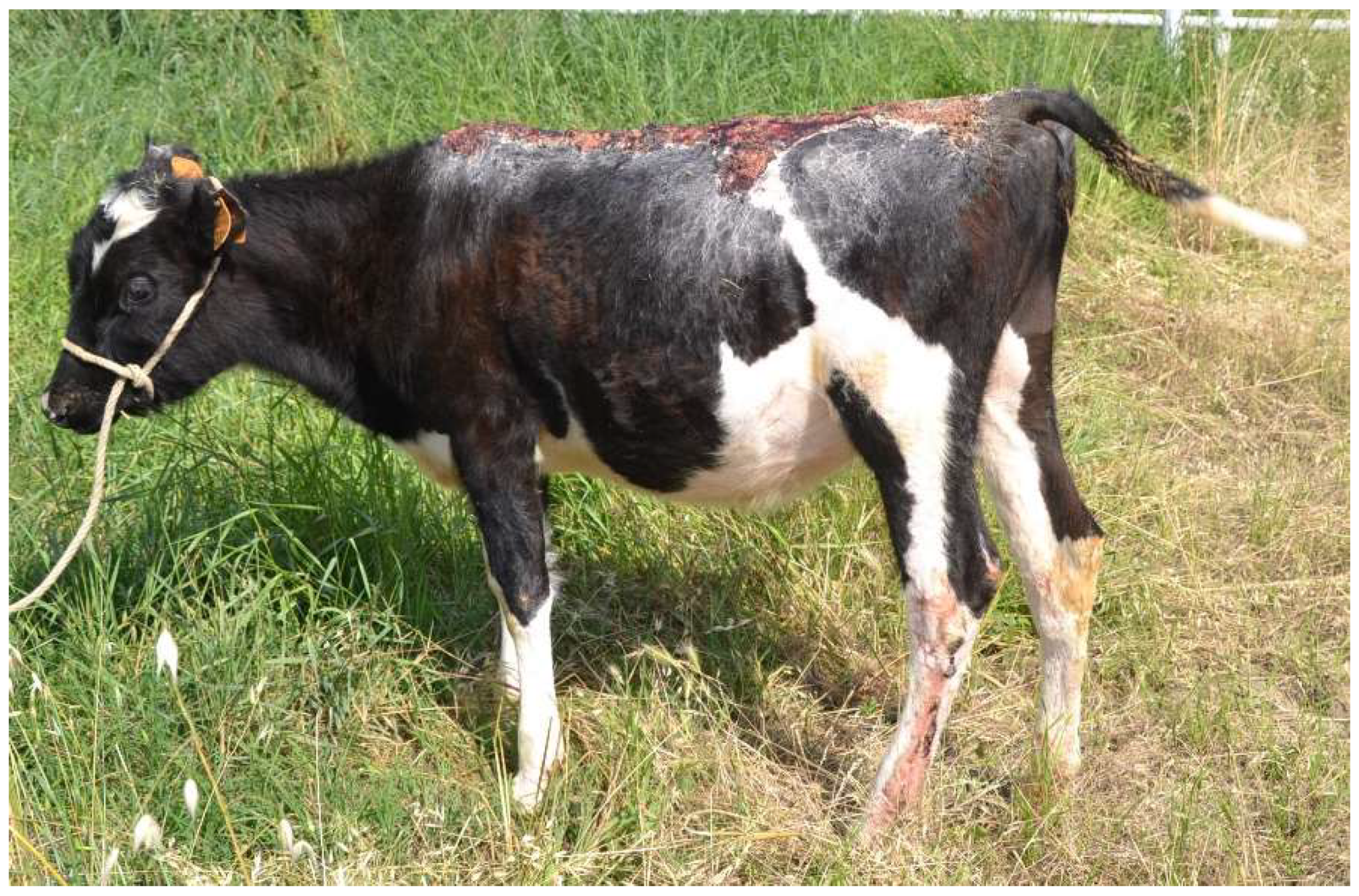 Vetsci 10 00187 g006